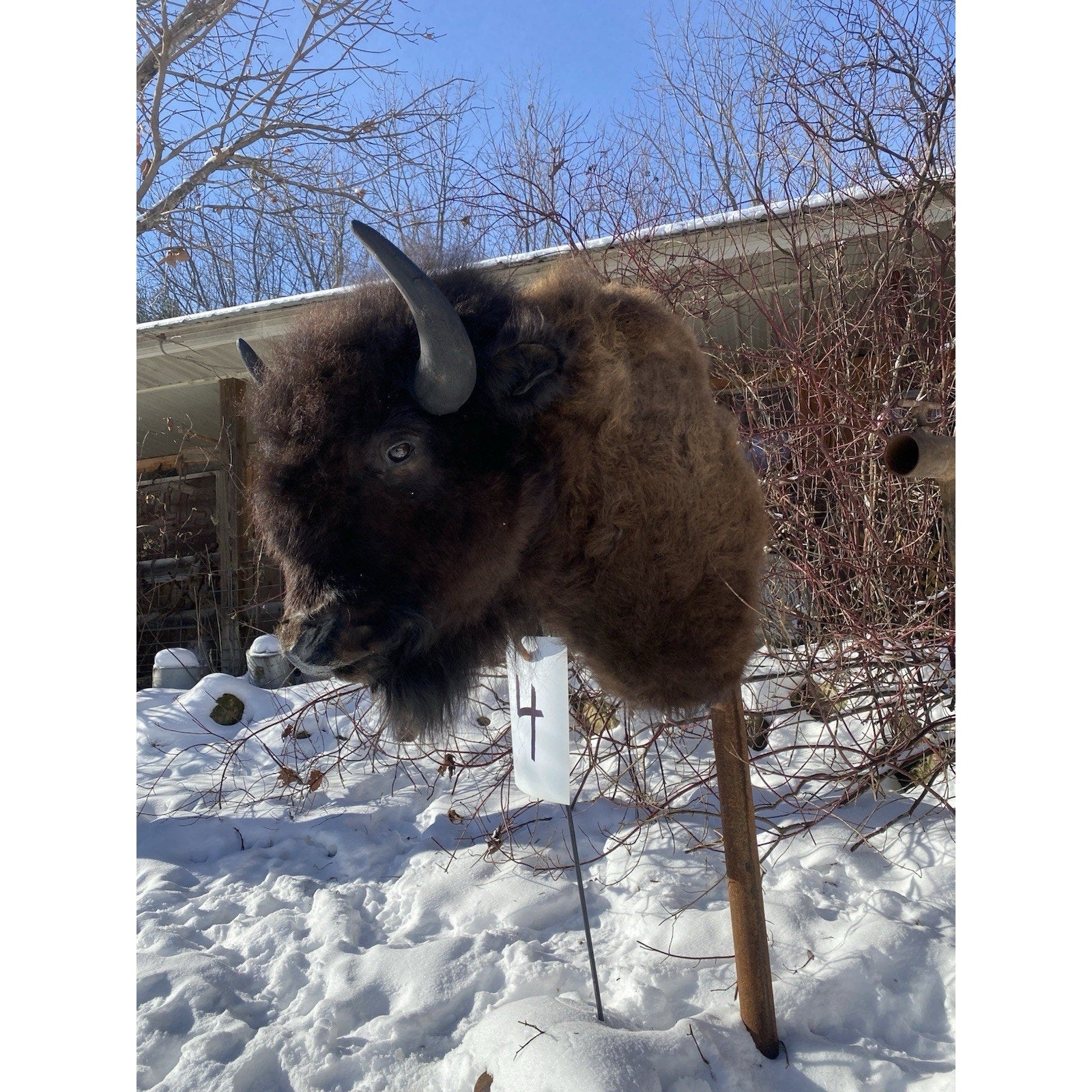 FHDARDEC4 - Real North American Buffalo / Bison Shoulder Taxidermy Mount New