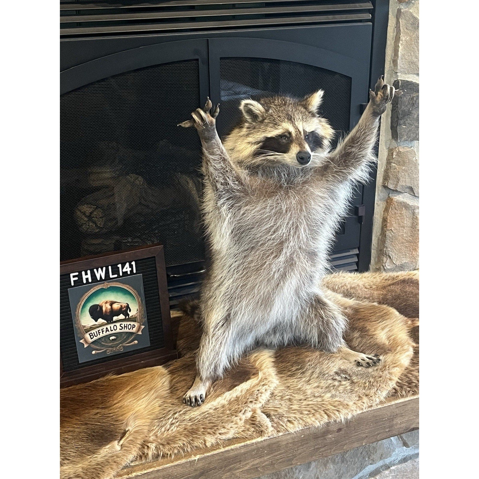 FHWL141- Fat Raccoon Taxidermy Mount