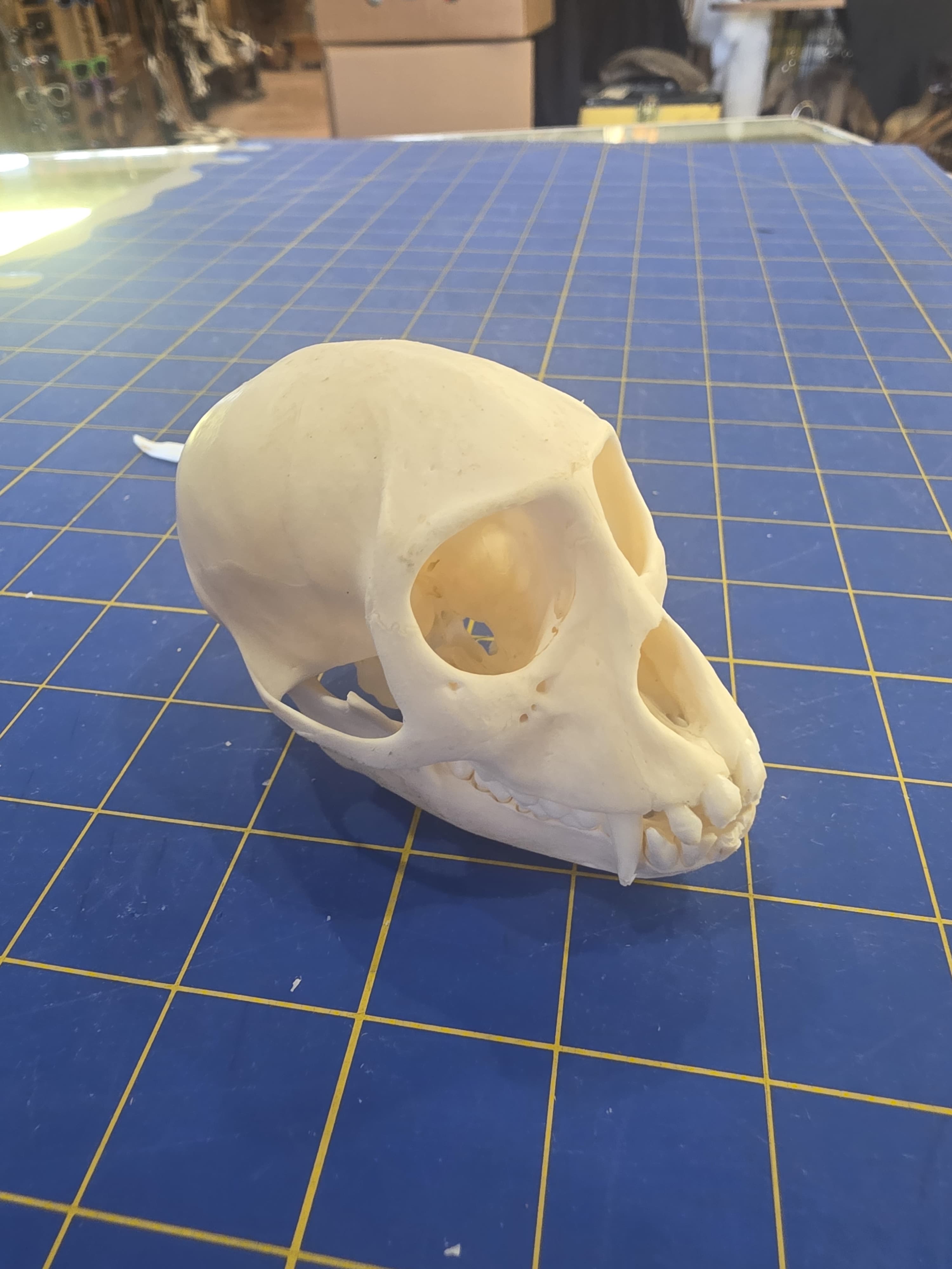 Fhmk13 - Crested Monkey Skull – Authentic Primate Skull Display