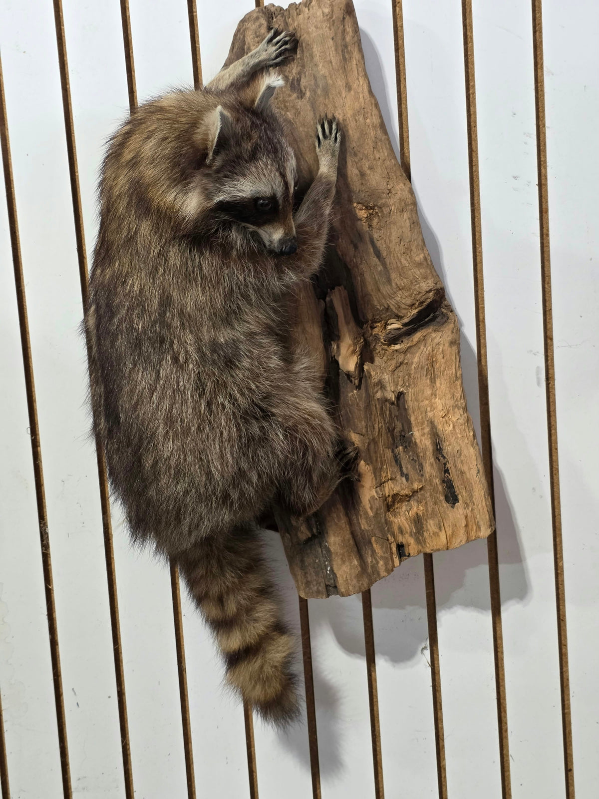 Comb131 - Full-Body Raccoon Taxidermy Mount