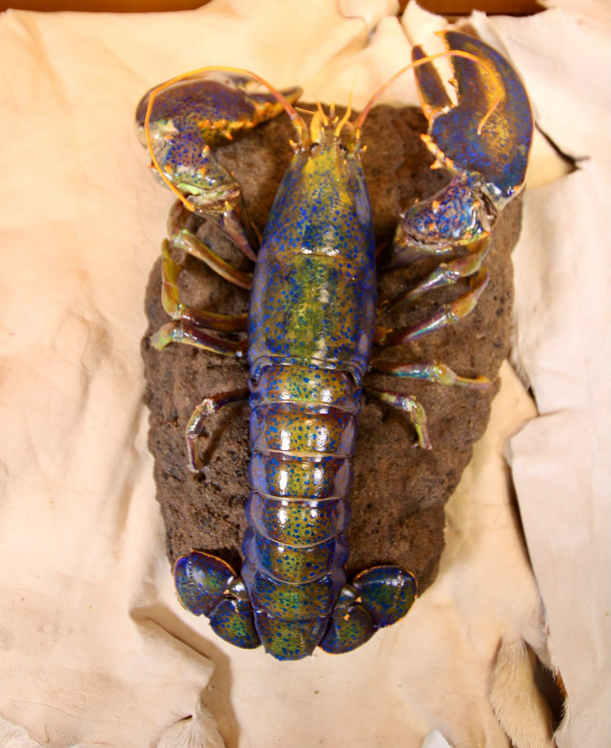 FHSP112 - Taxidermy Iridescent Blue and Green Lobster Specimen