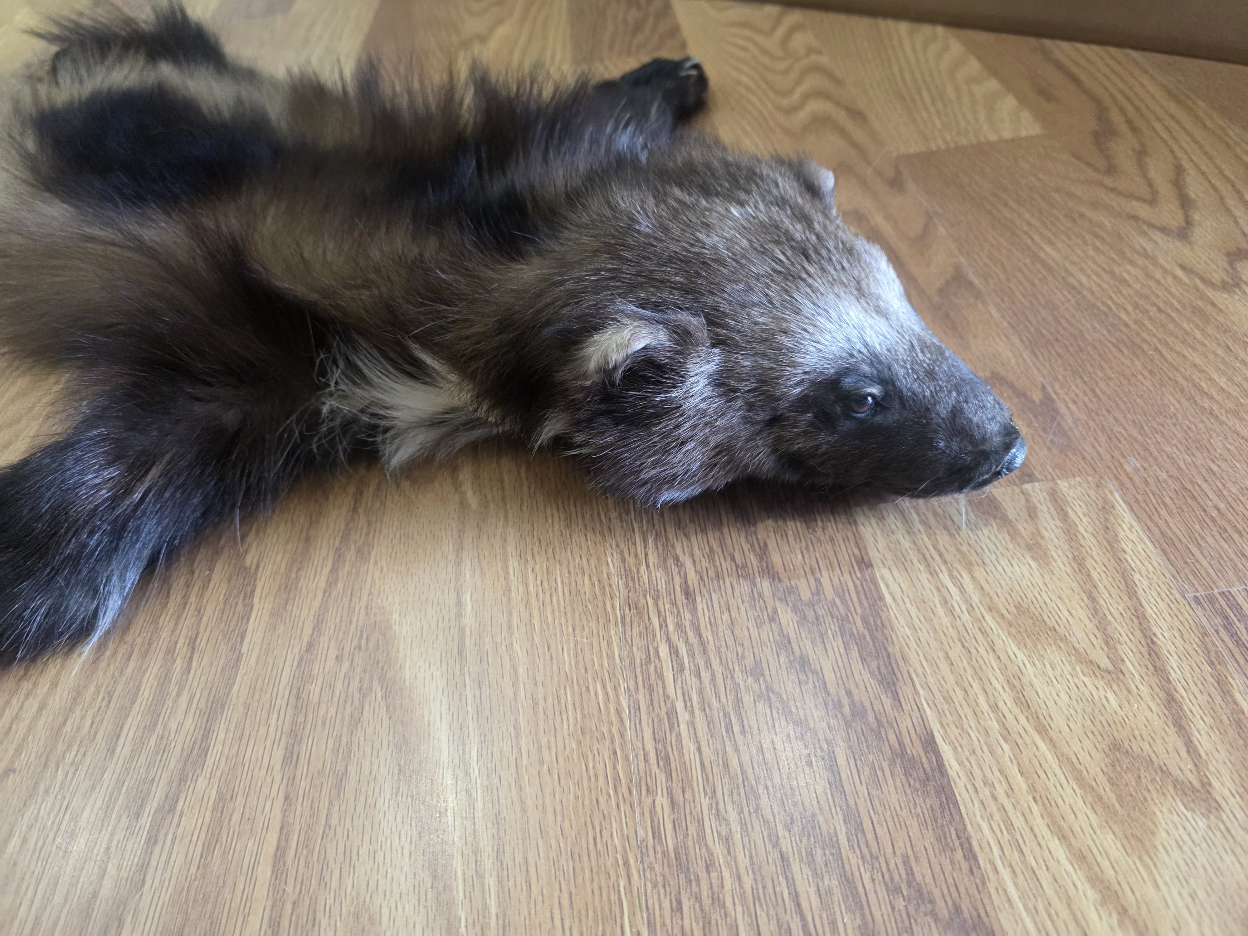 Fhwvr302 - Wolverine Rug with Head | Authentic Wildlife Display