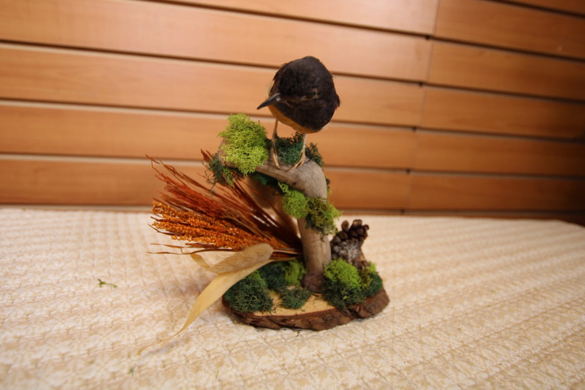 JTVBMA20 - Exquisite Taxidermy Small Black Bird