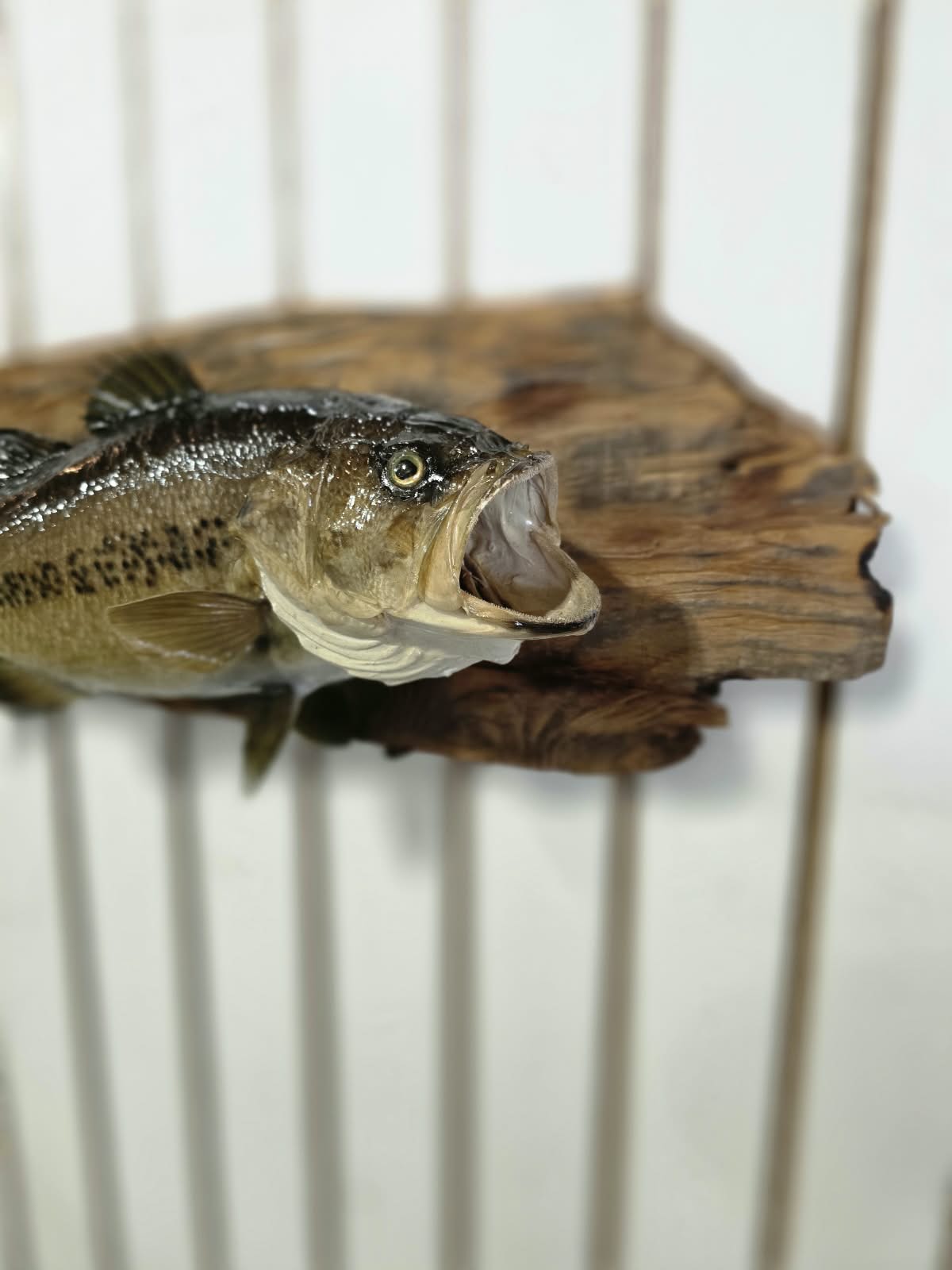 Comb104 - 18" Largemouth Bass Taxidermy Mount