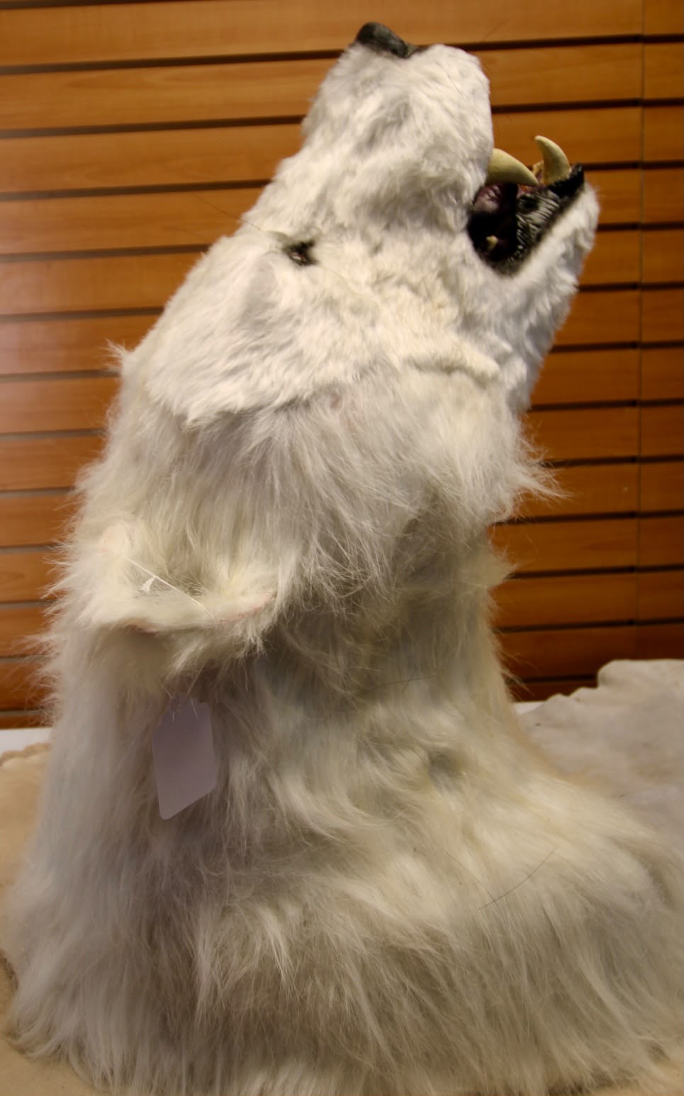 FHRB05 - reproduction Taxidermy Polar Bear Shoulder Mount