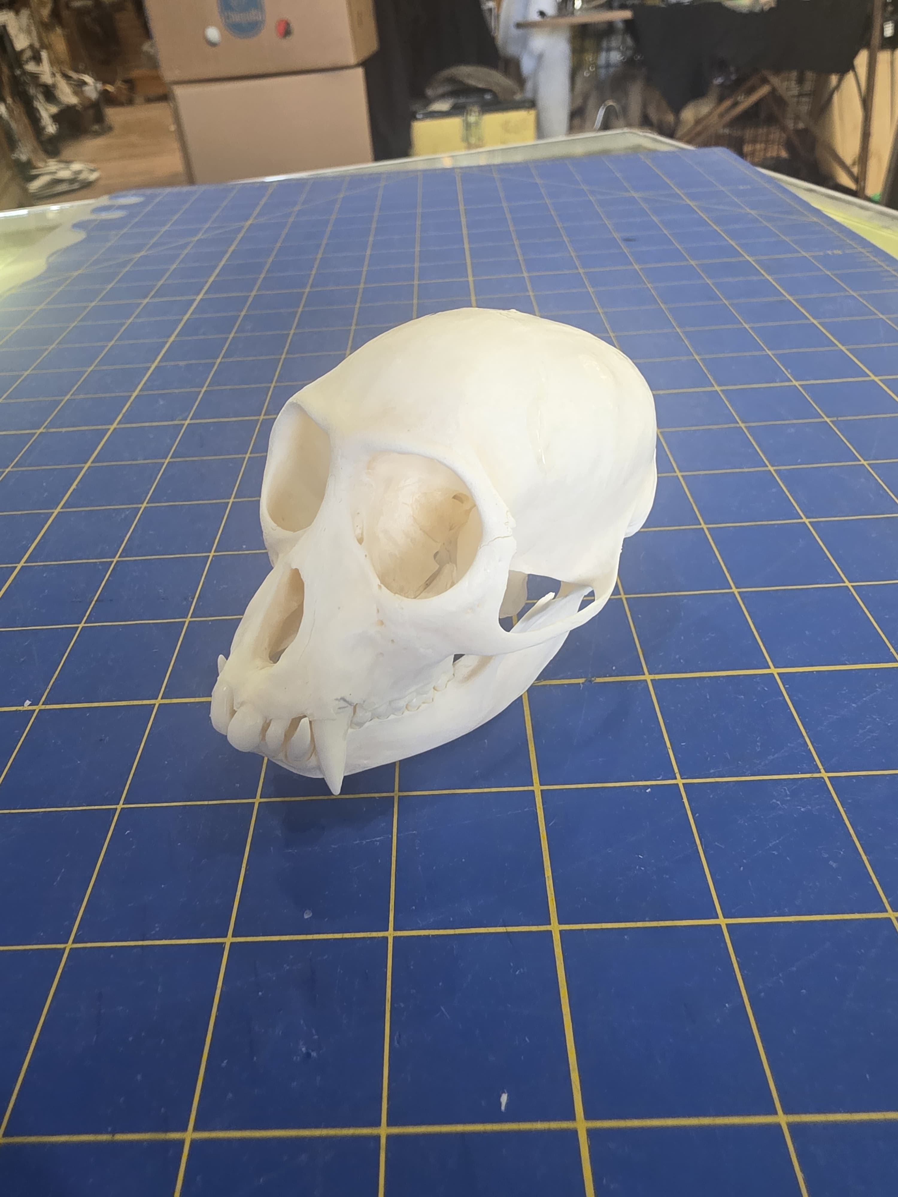 Fhmk12 - Mona Monkey Skull – Authentic Primate Skull Display