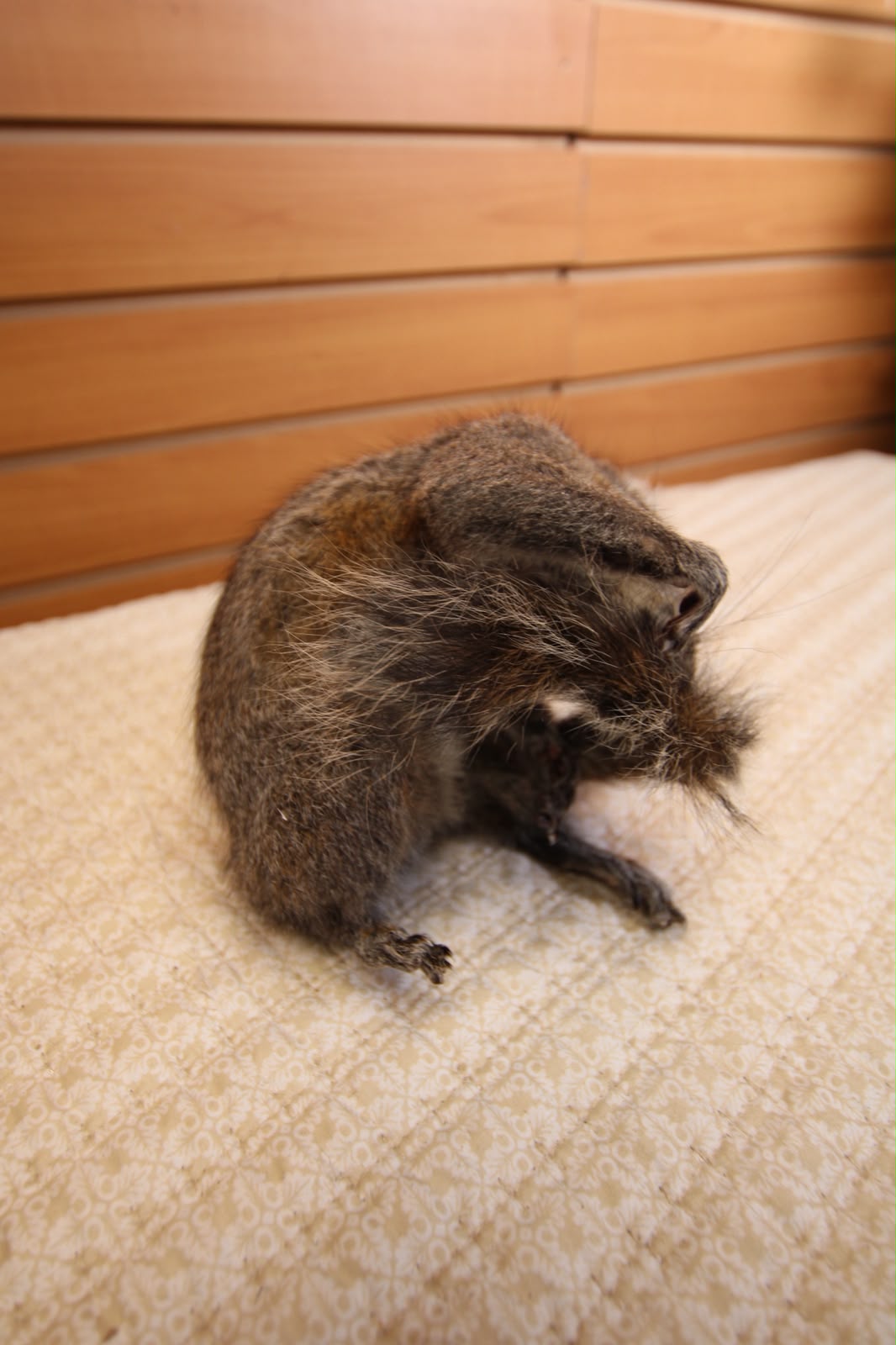 FHSQU006 - drunk Small Squirrel Taxidermy Mount
