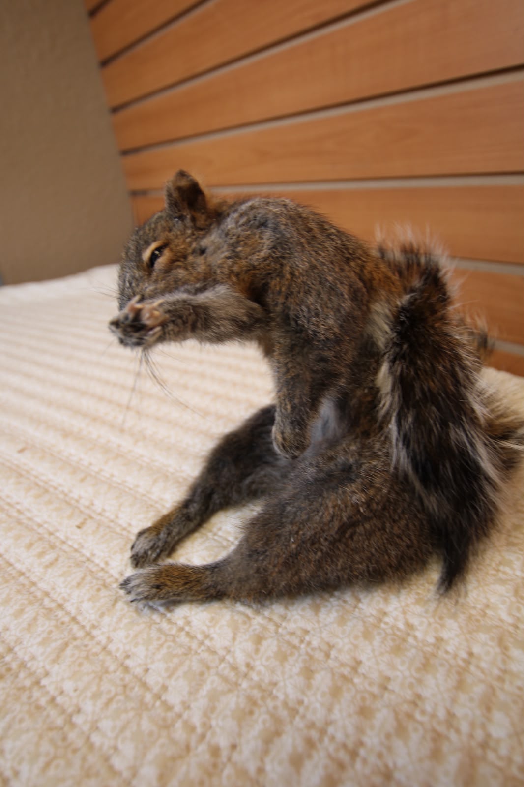 FHQU003 - drunk Small Squirrel Taxidermy Mount
