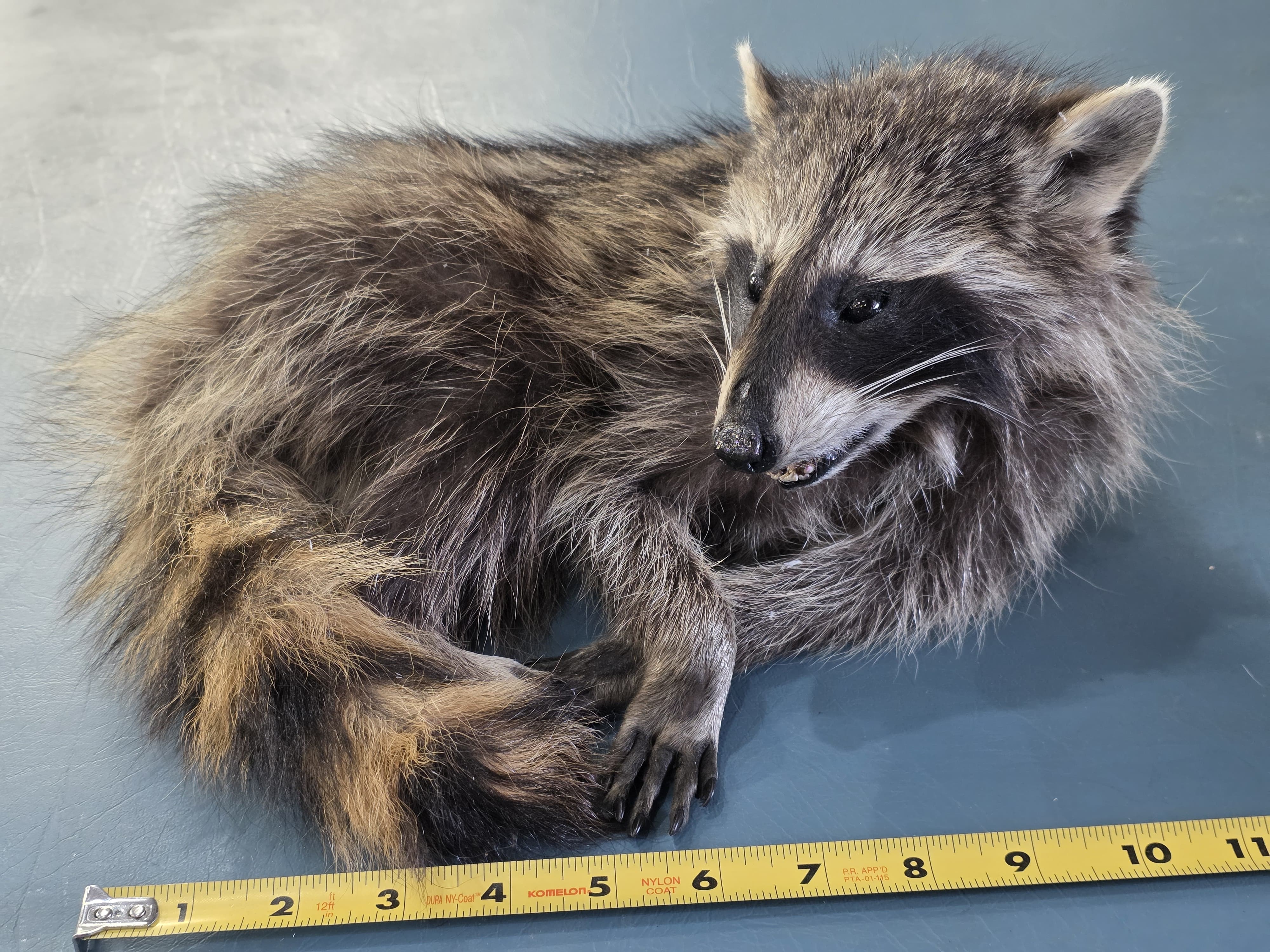 Fhjun17 - baby Raccoon Taxidermy Mount