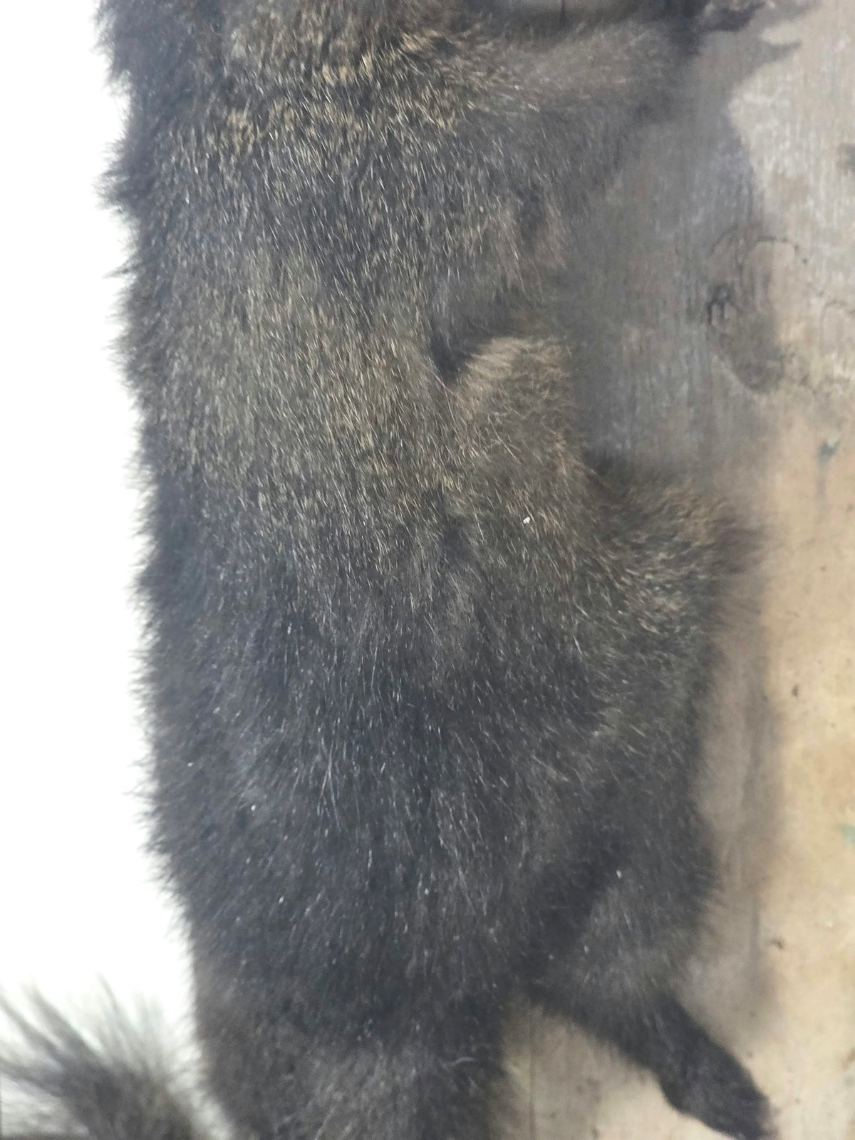 Comb118 - Unique Black Squirrel Taxidermy Mount