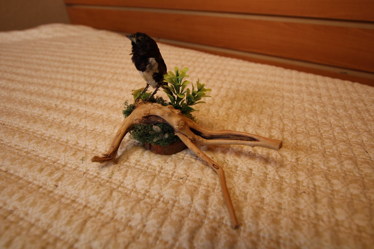 JTVBJV76 - Exquisite Taxidermy Bronze Mannikin
