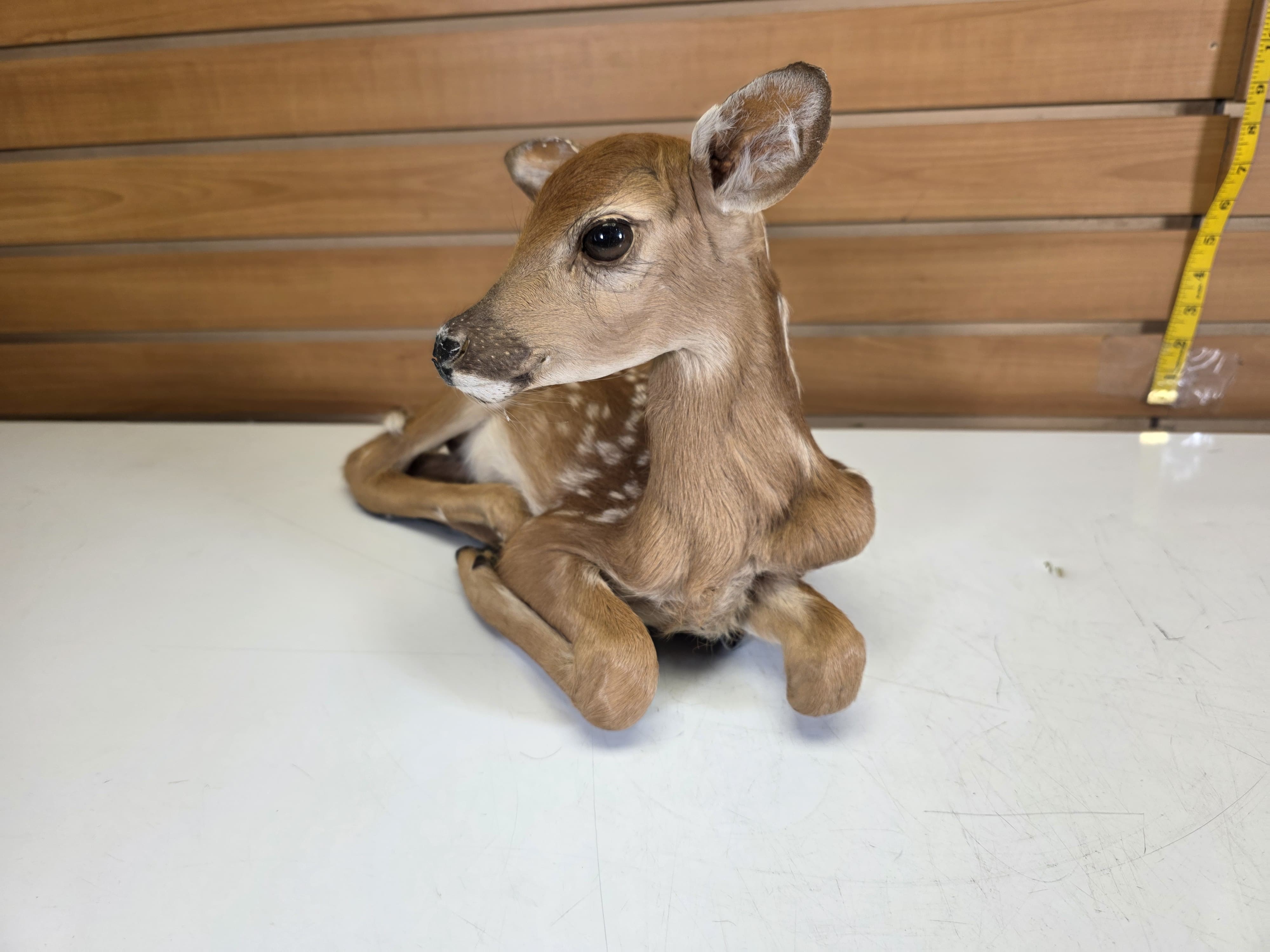 Fhdr201 - Fawn Deer Taxidermy Mount