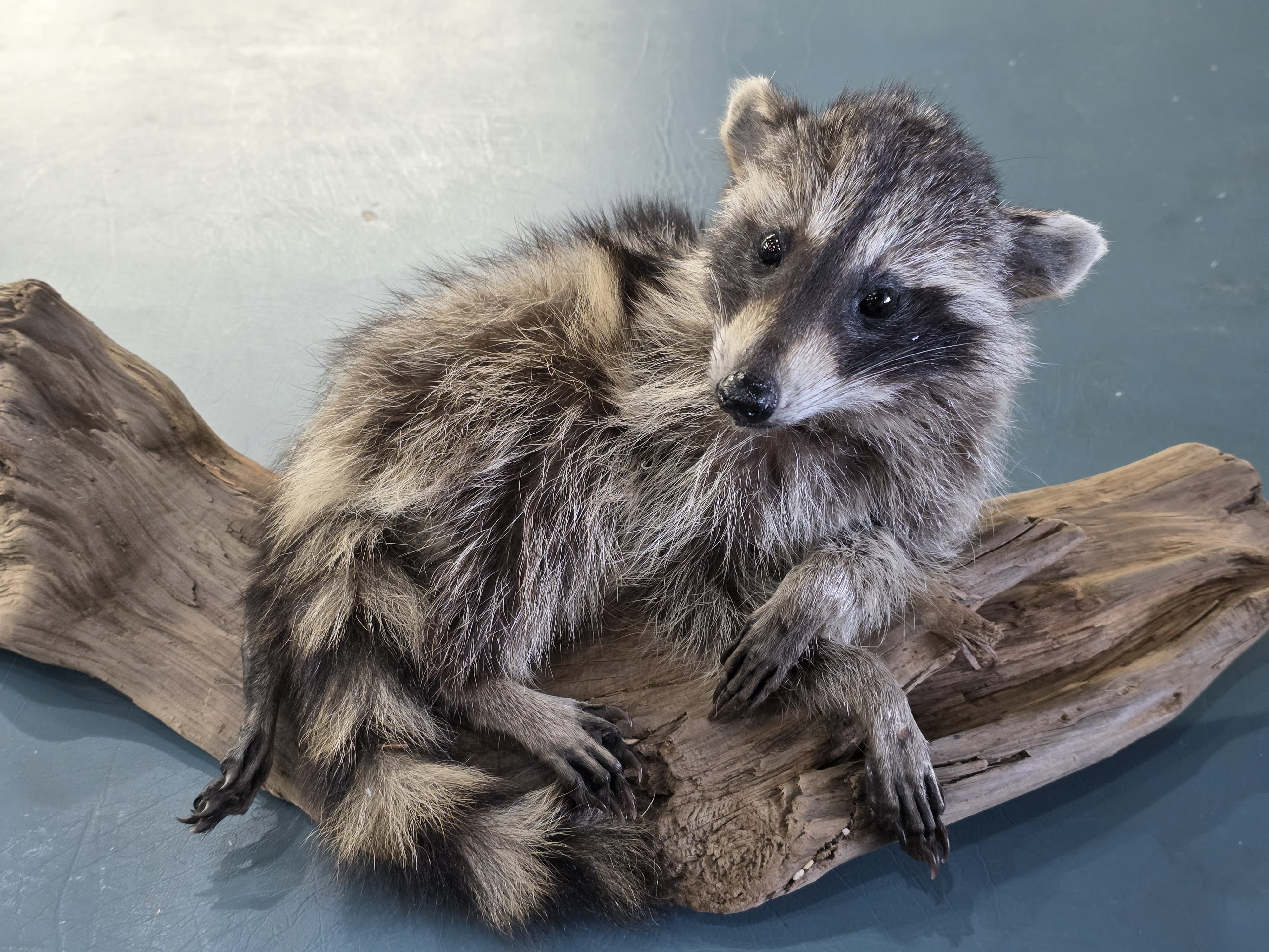 Fhjun24 - baby Raccoon Taxidermy Mount