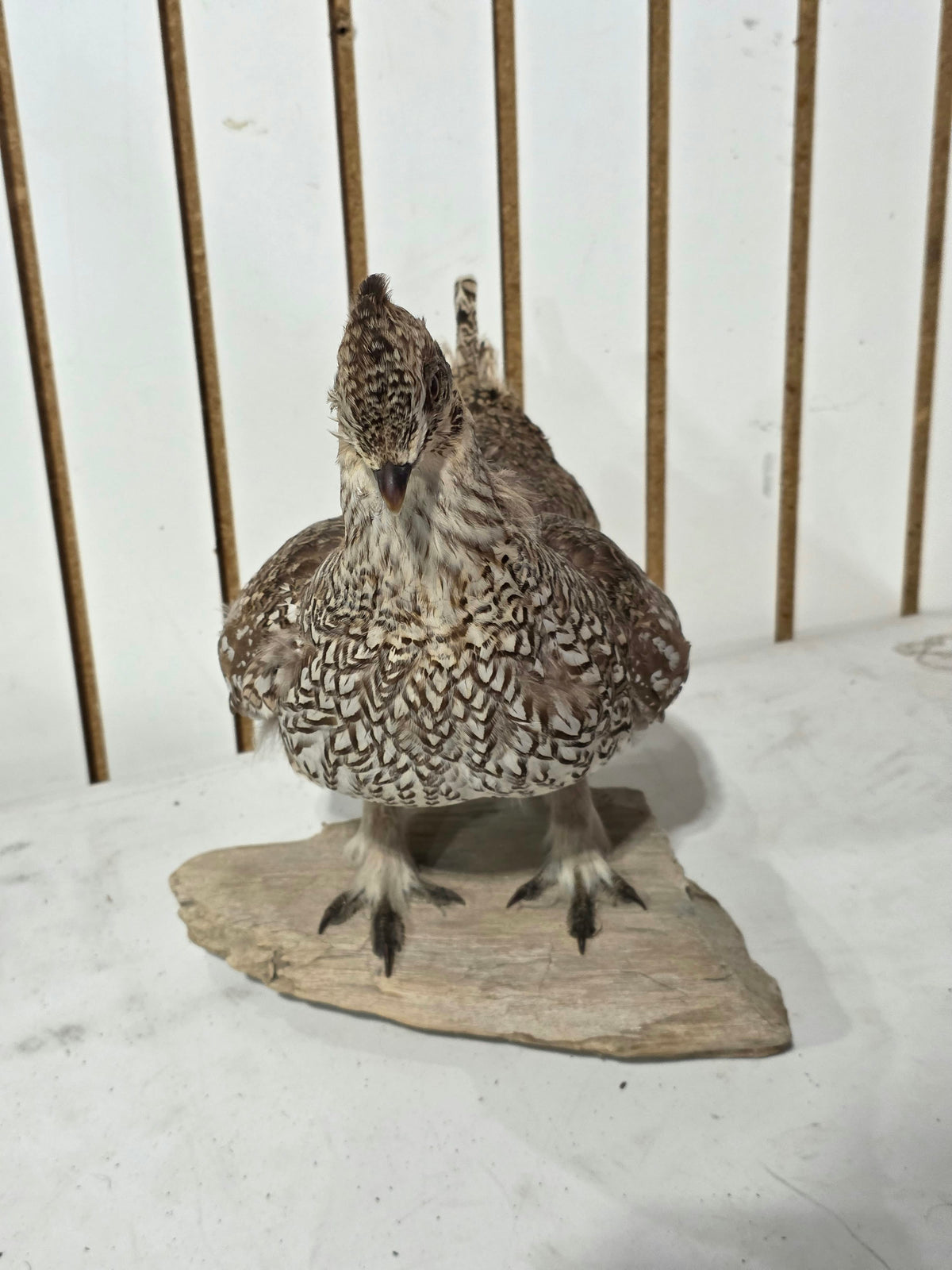 Comb129 - Sharp-Tailed Grouse Taxidermy Bird Mount