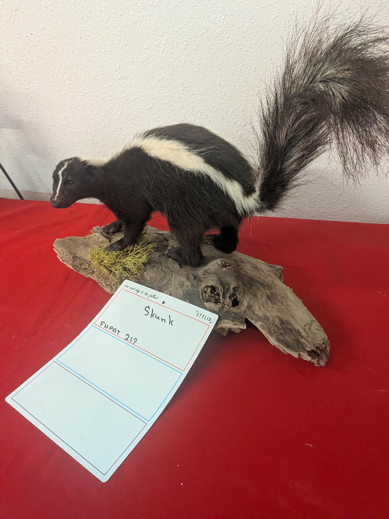 FHPAT212 - Skunk Taxidermy Mount – Classic Wildlife Display