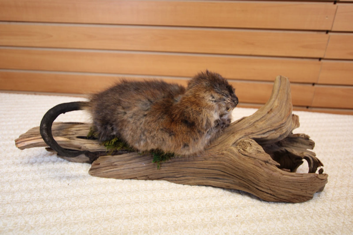 FHSP123 - muskrat Taxidermy Mount on Driftwood