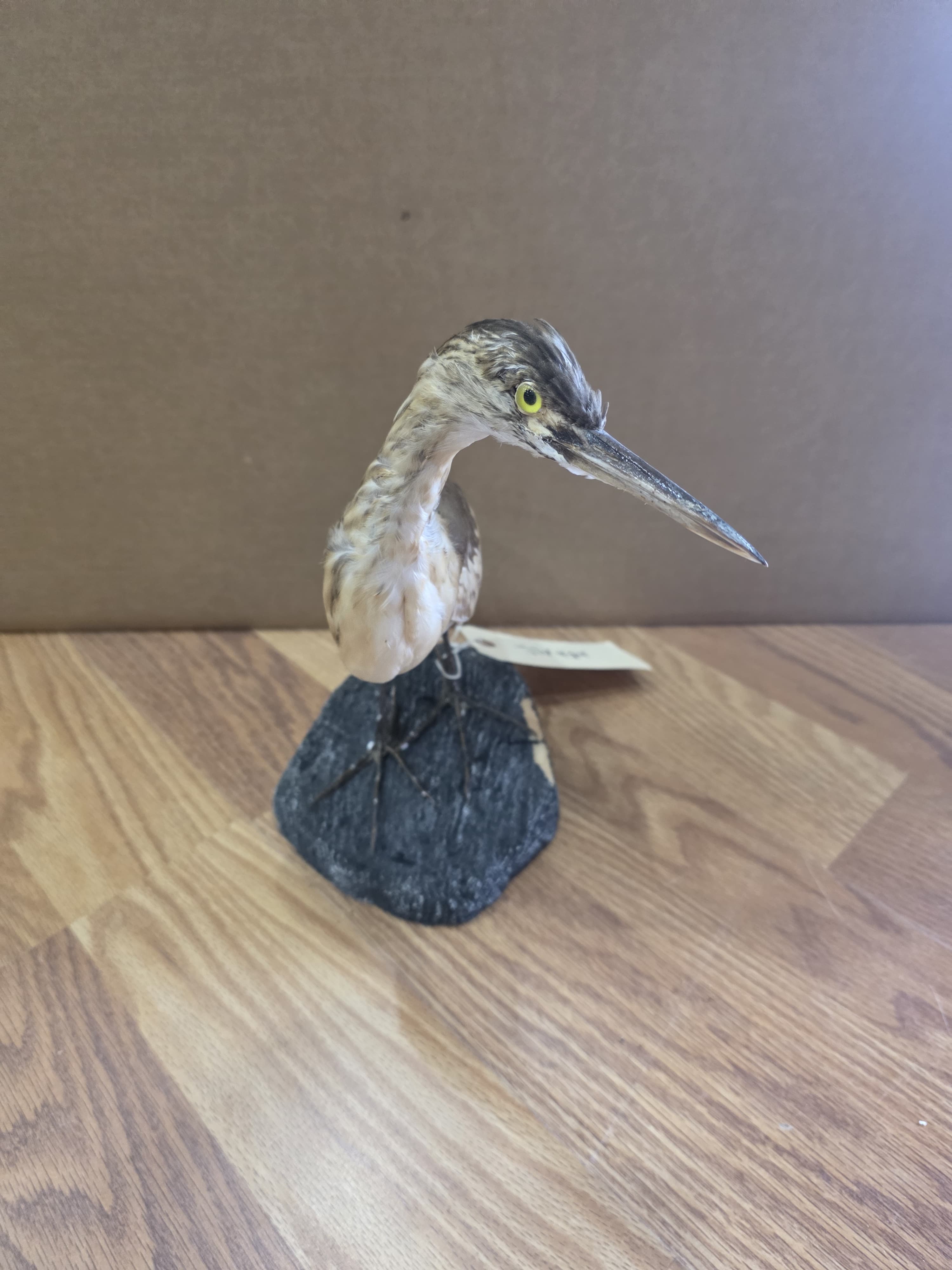 Jtv424 - Squacco Heron Taxidermy Mount | Authentic Bird Display