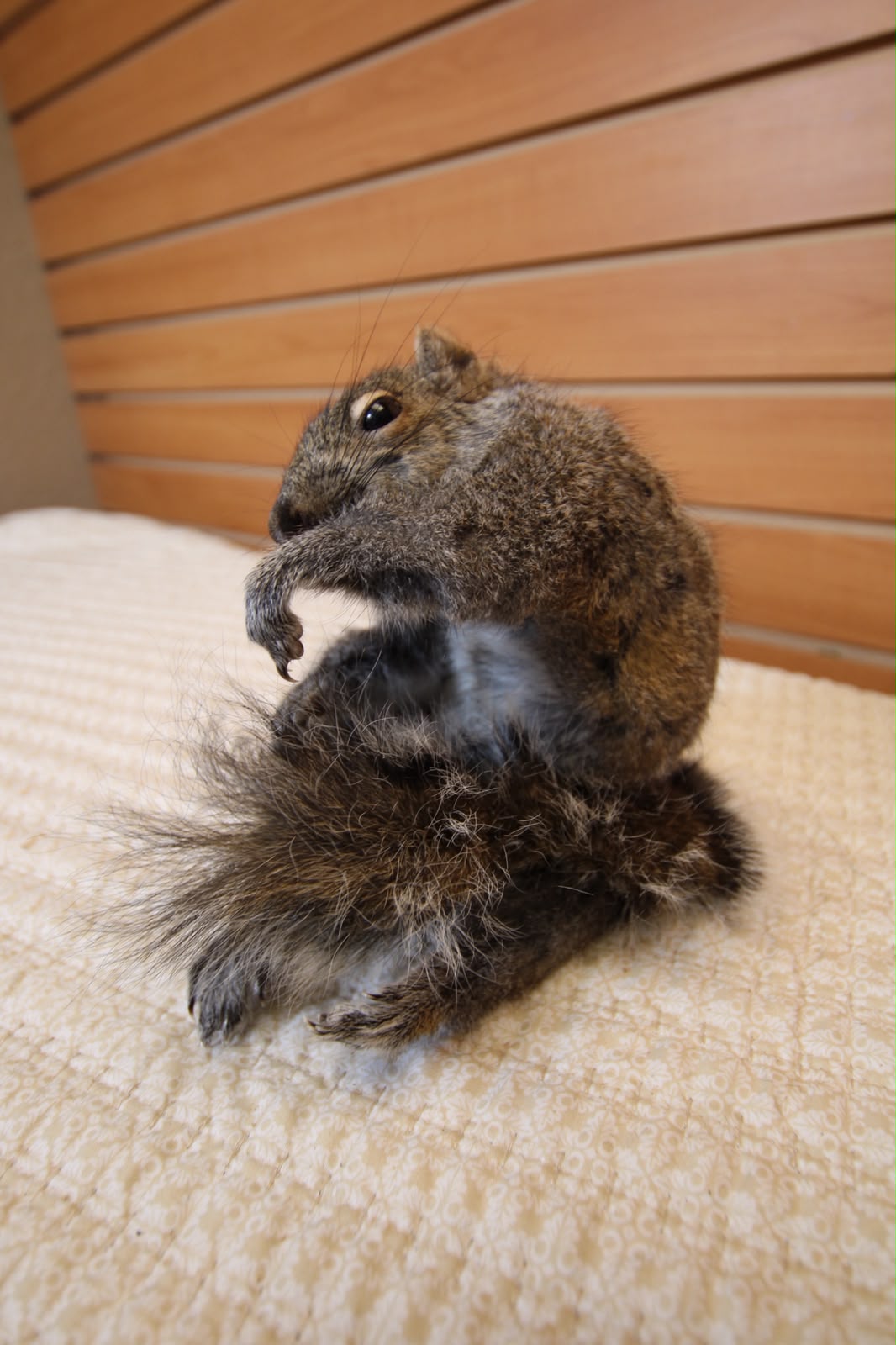 FHSQU004 - Charming Small Squirrel Taxidermy Mount