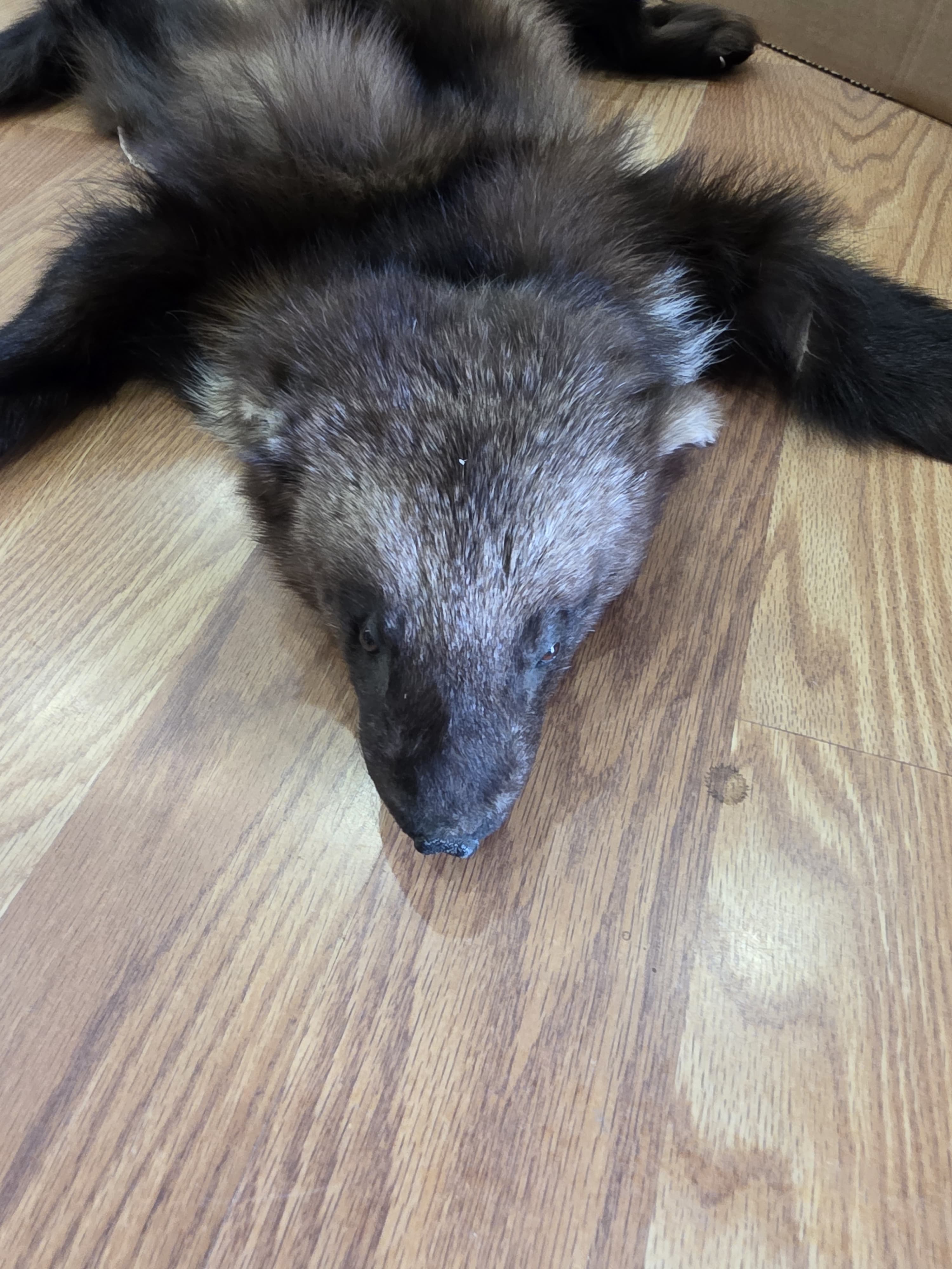 Fhwvr303 - Wolverine Pelt with Head | Authentic Wildlife Display