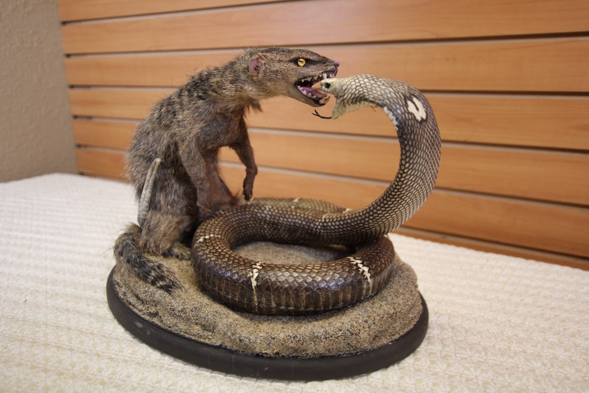 FHSP125 - King Cobra vs. Mongoose Taxidermy Diorama