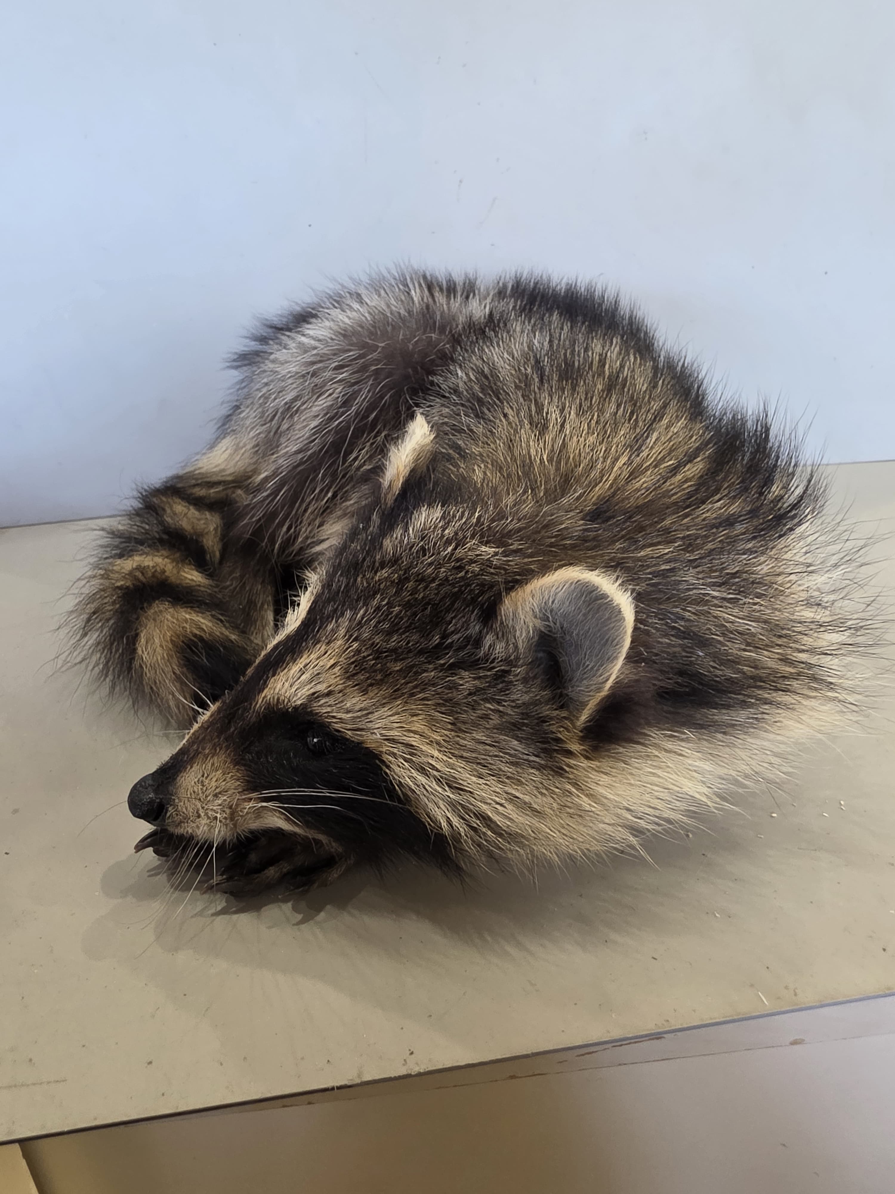FHJUL16 - young Raccoon Taxidermy full body mount