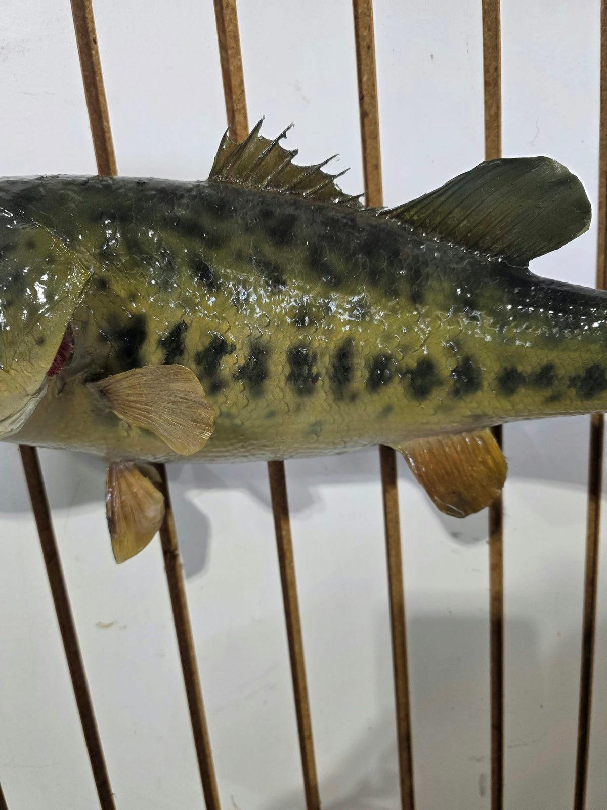 Comb112 - Trophy-Size 20" Largemouth Bass Taxidermy Mount