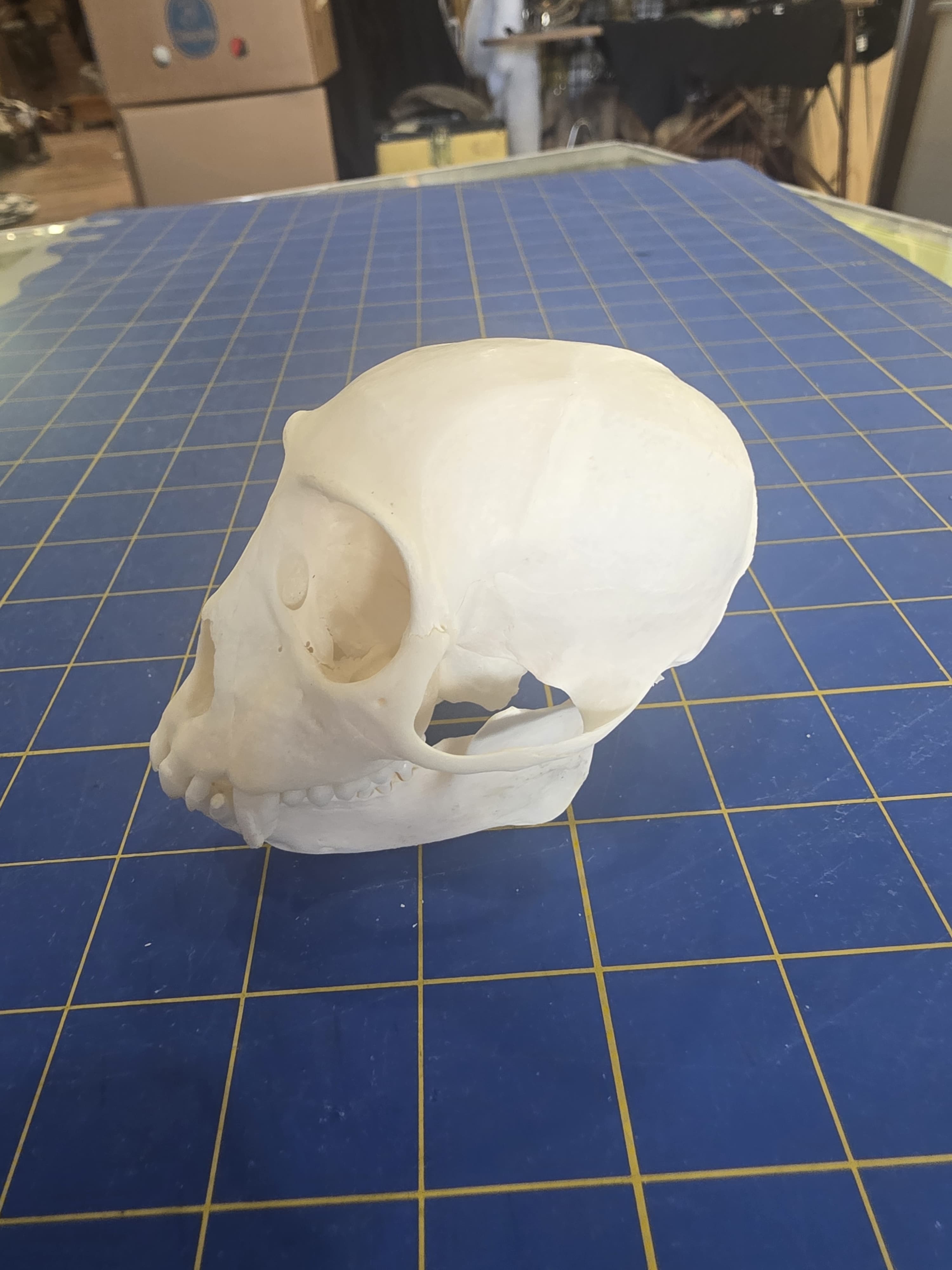 Fhmk14 - White-Throated Guenon Skull – Authentic Primate Skull Display