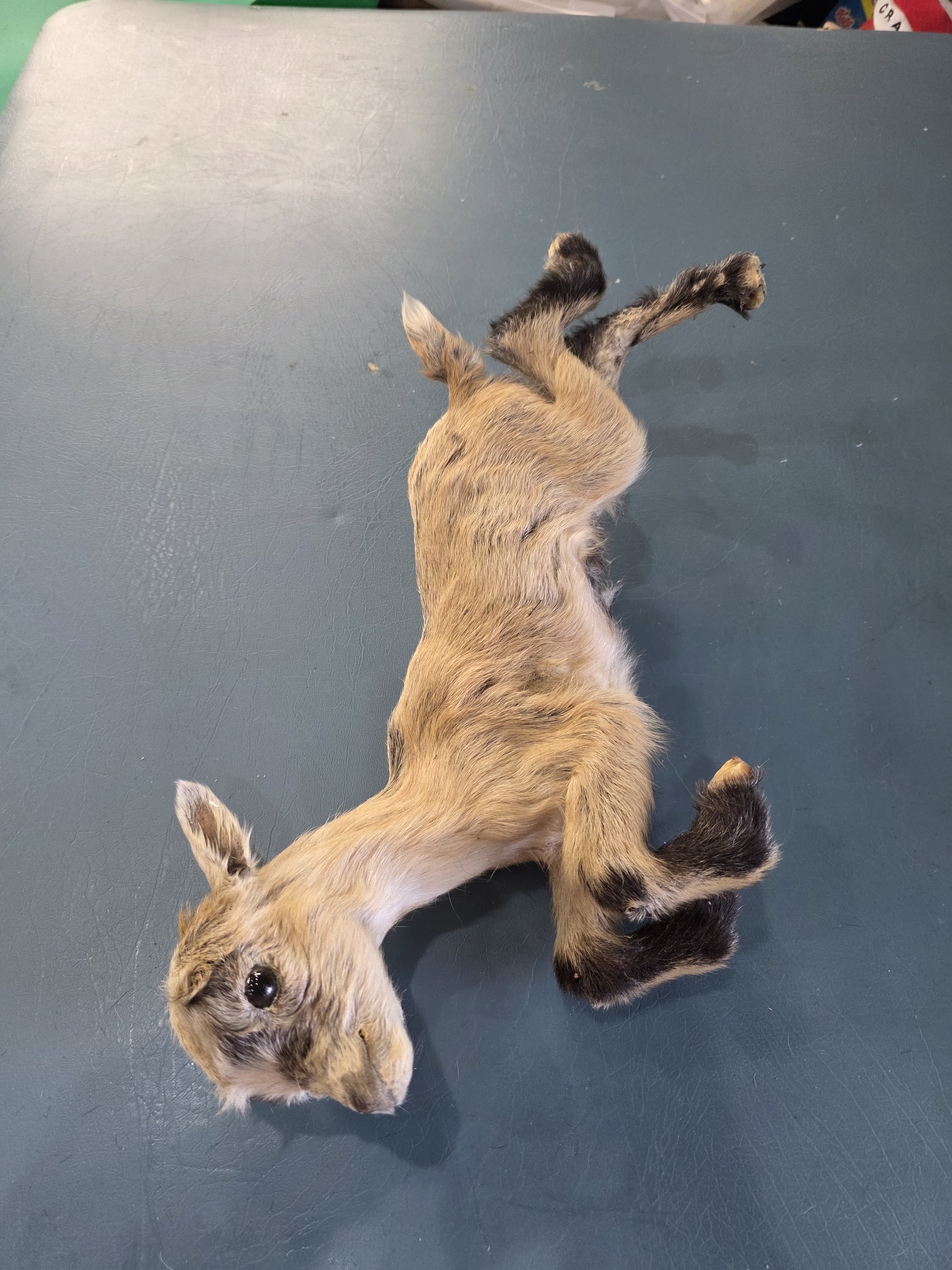 Fhjun26 - Kid Goat Taxidermy Mount