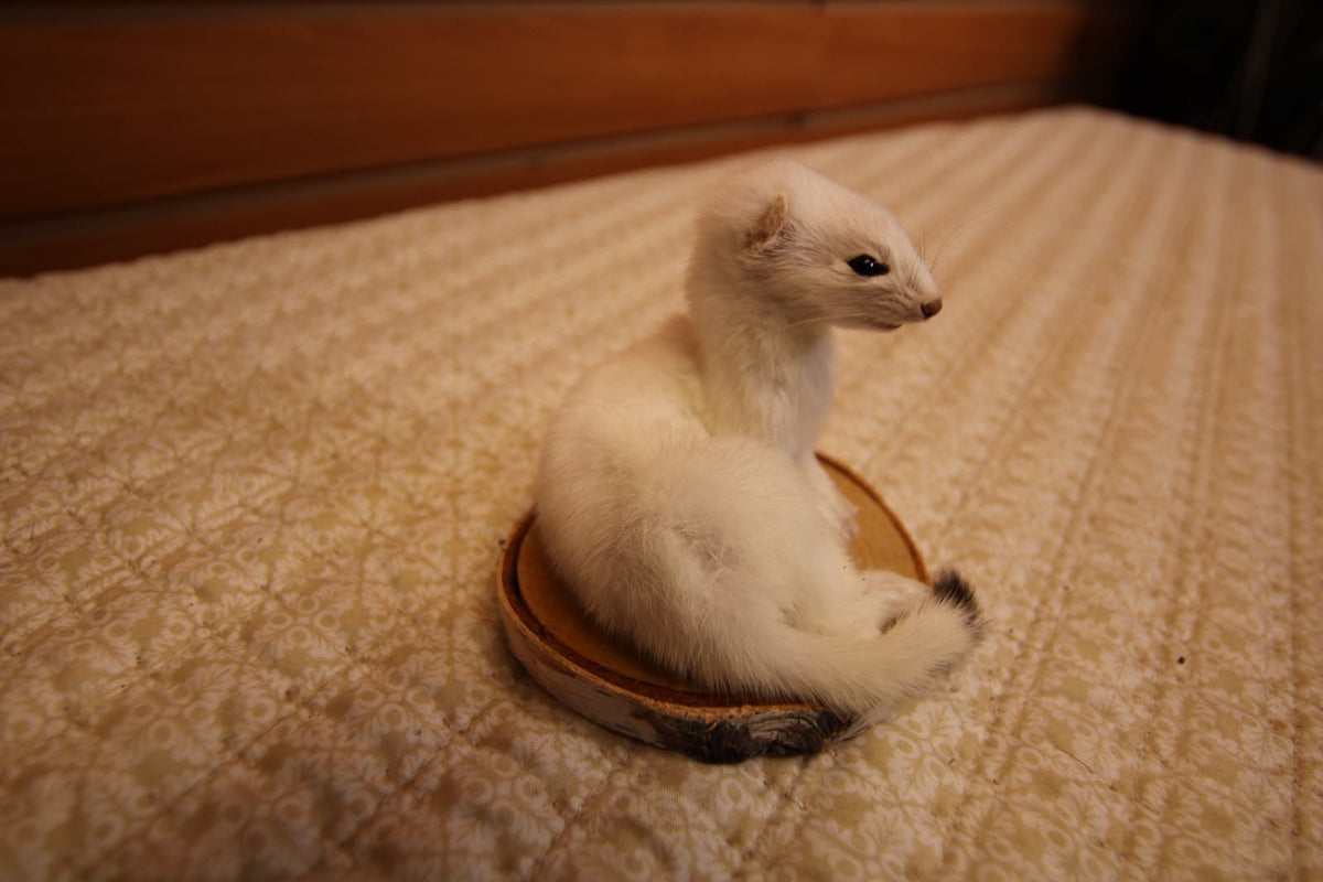 FHWEAS009 - Winter White Ermine (Short-Tailed Weasel) Taxidermy Mount