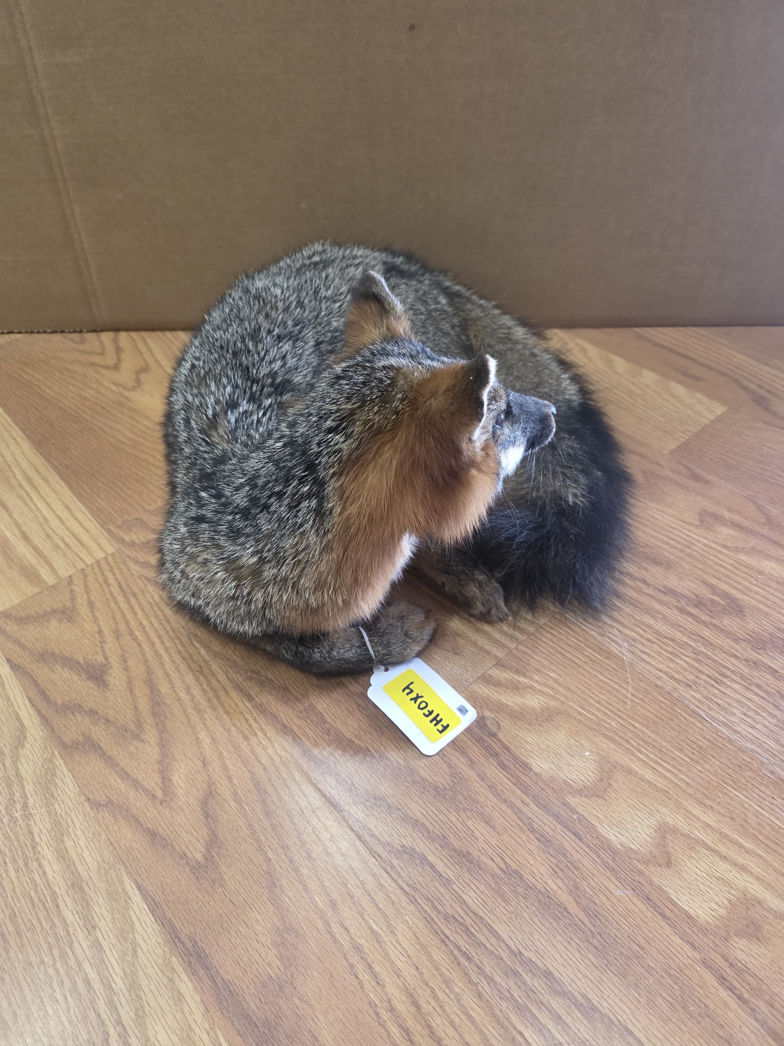 Fhfox4 - Grey Fox Taxidermy Mount | Full Body Display