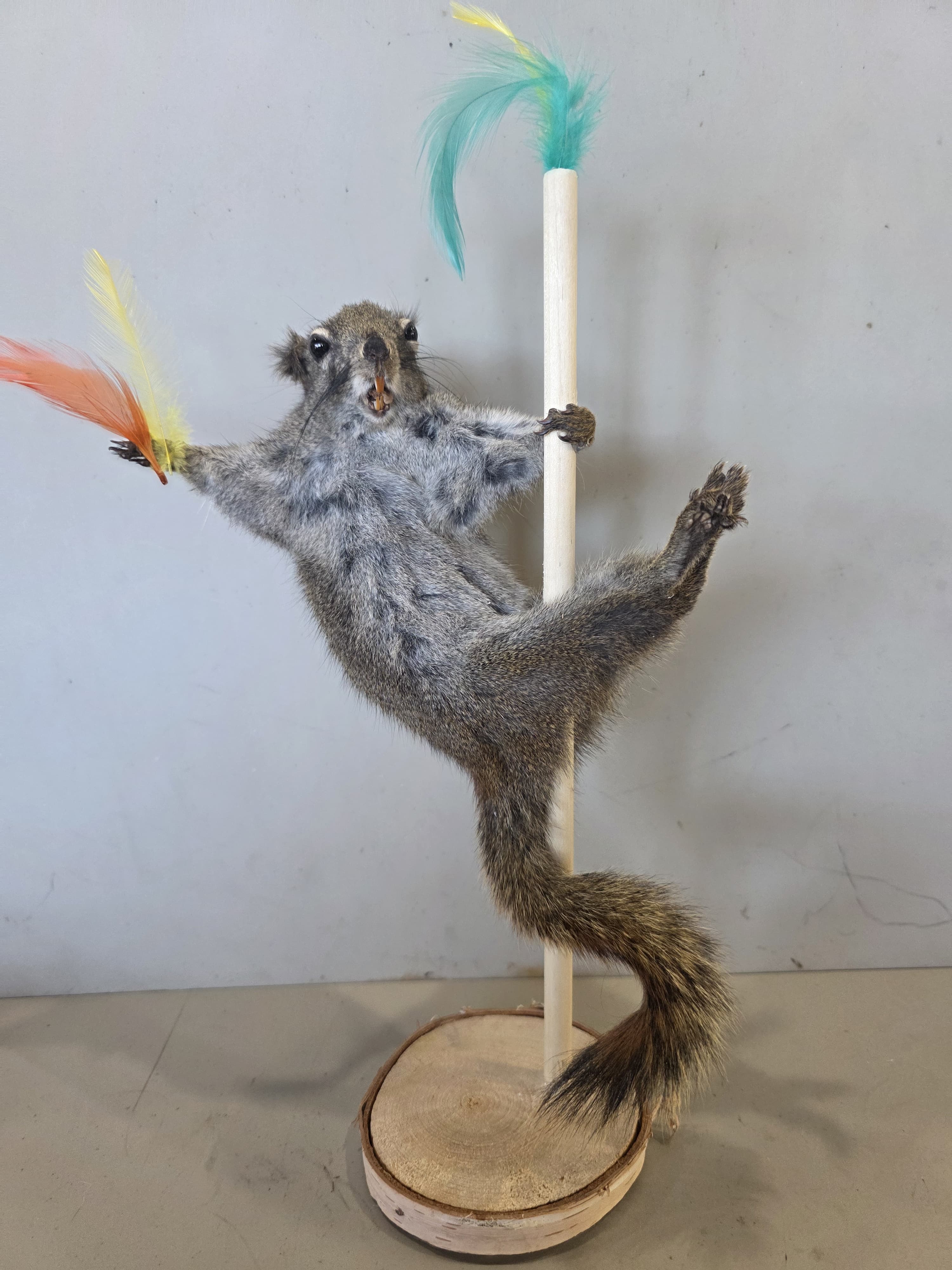 FHJUL14 - taxidermy Squirrel – Handcrafted Display Mount