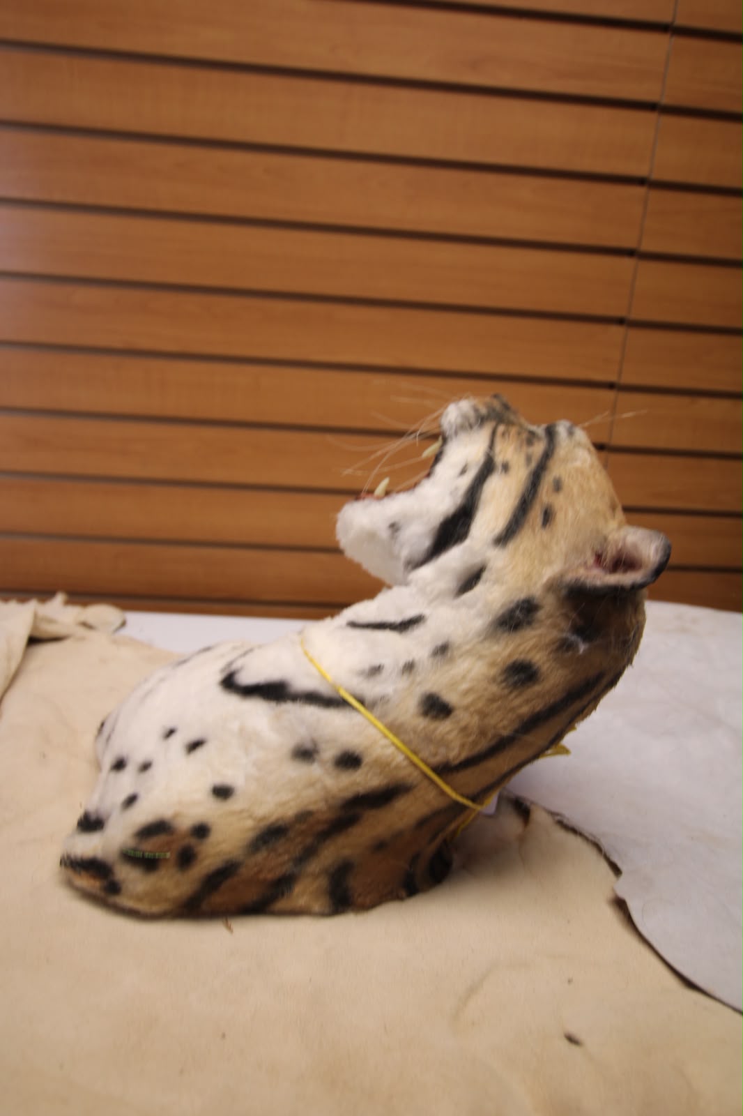 FHRBC04 - reproduction Taxidermy Clouded Leopard Head Mount