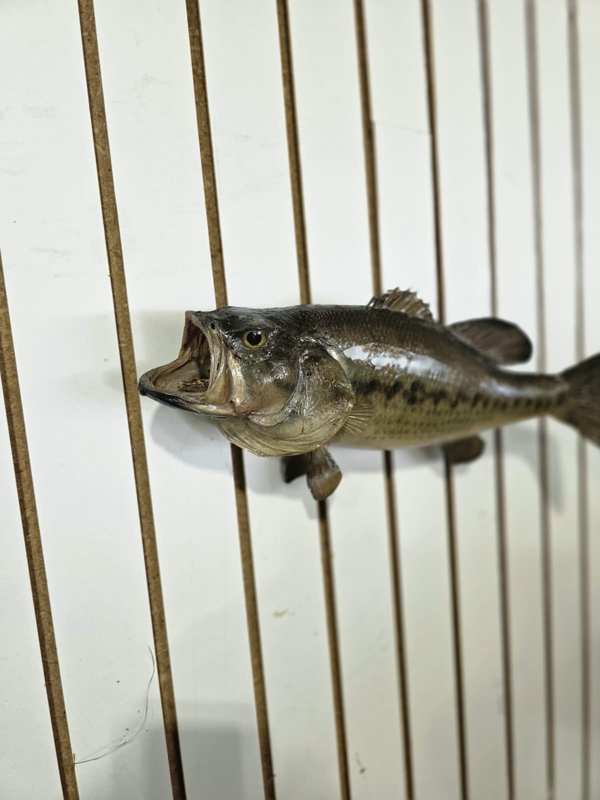 Comb102 - 18" Largemouth Bass Taxidermy Mount