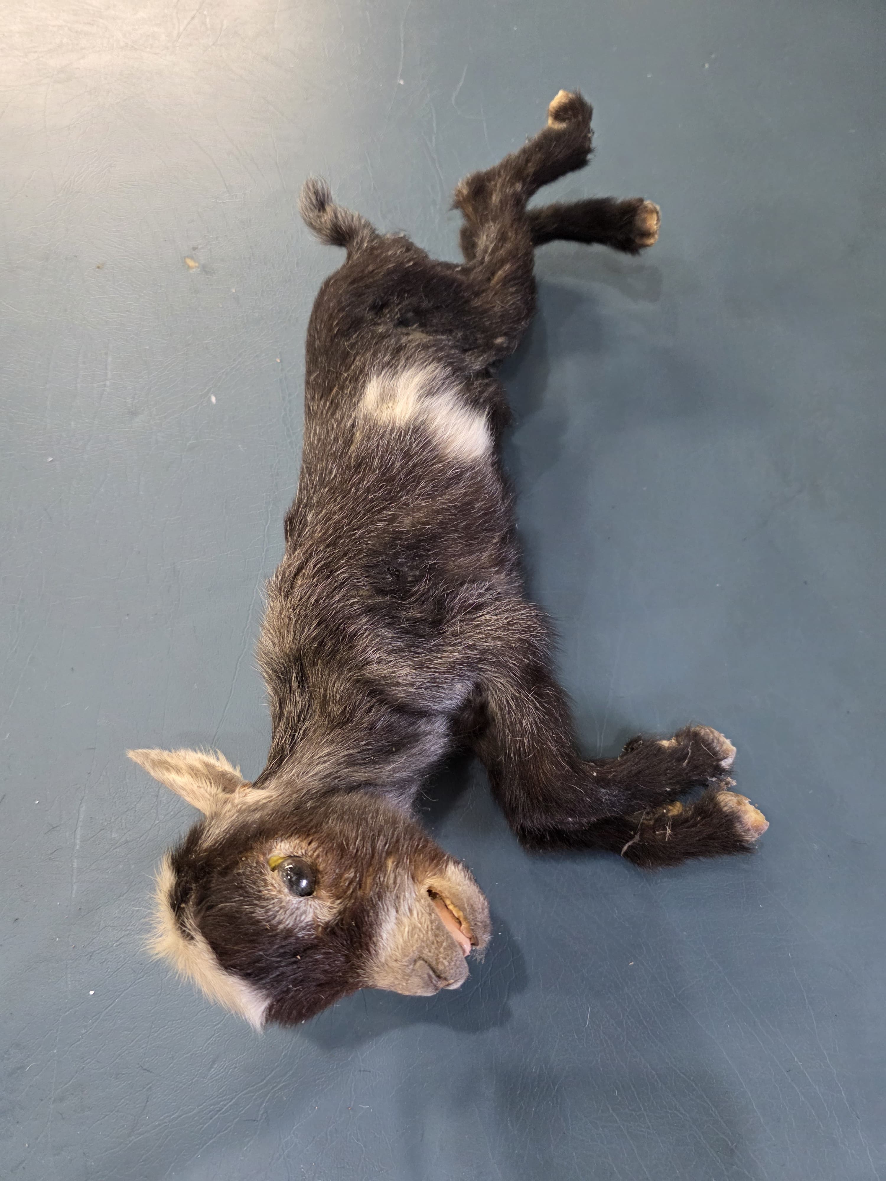 Fhjun27 - Kid Pygmy Goat Taxidermy Mount