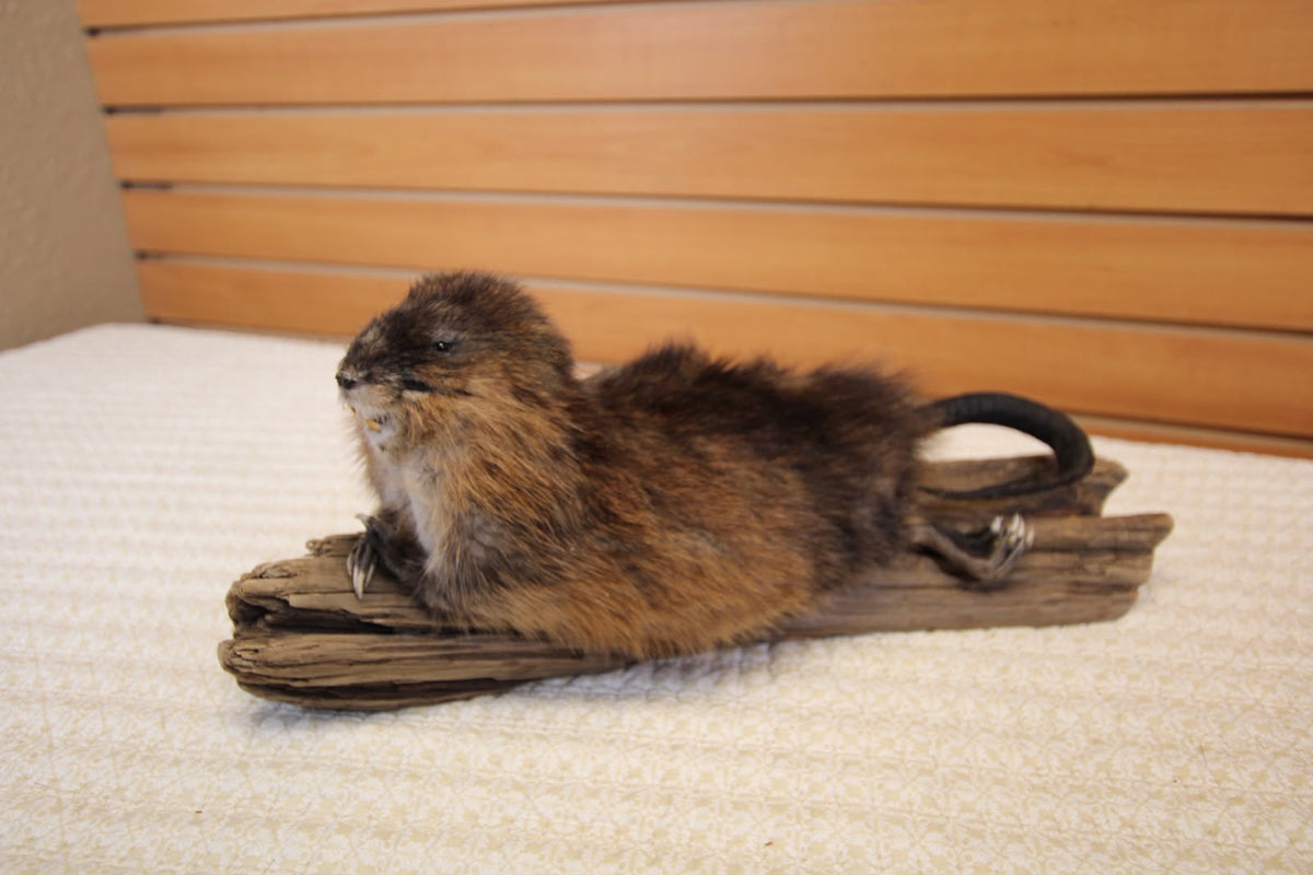 FHSP124 - muskrat Taxidermy Mount on Driftwood