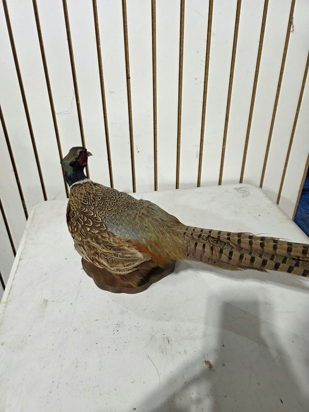 Comb132 - Vintage 1977 Ringneck Pheasant Cock Taxidermy Mount