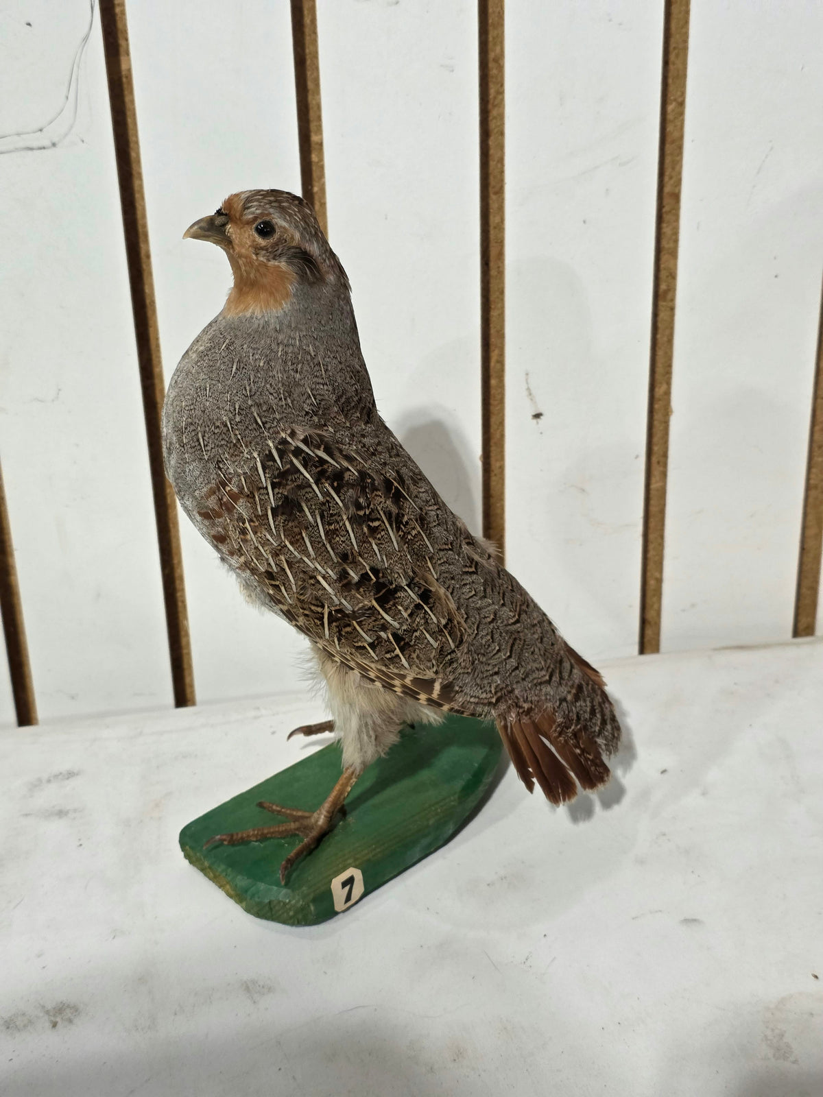 Comb127 - Grey Hungarian Partridge Taxidermy Mount