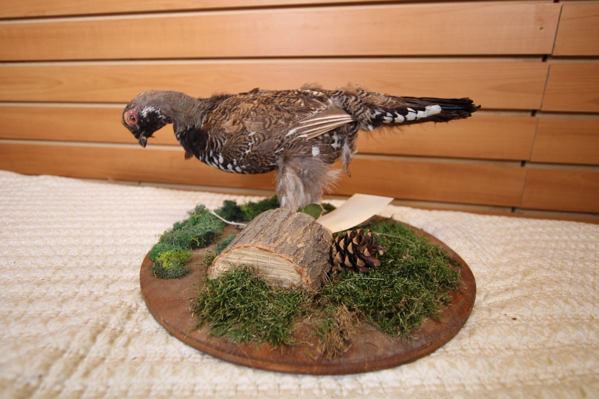 JVBH109 - Exquisite Taxidermy Hungarian Partridge