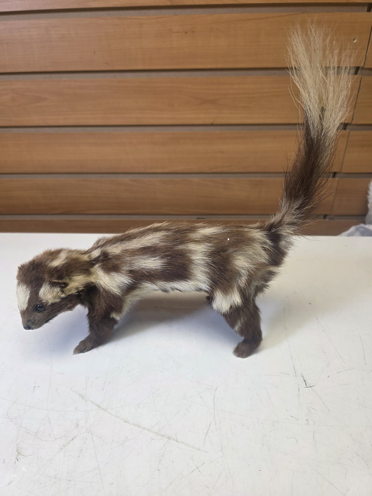 Fhsp102 - Taxidermy Striped Skunk – Preserved Specimen