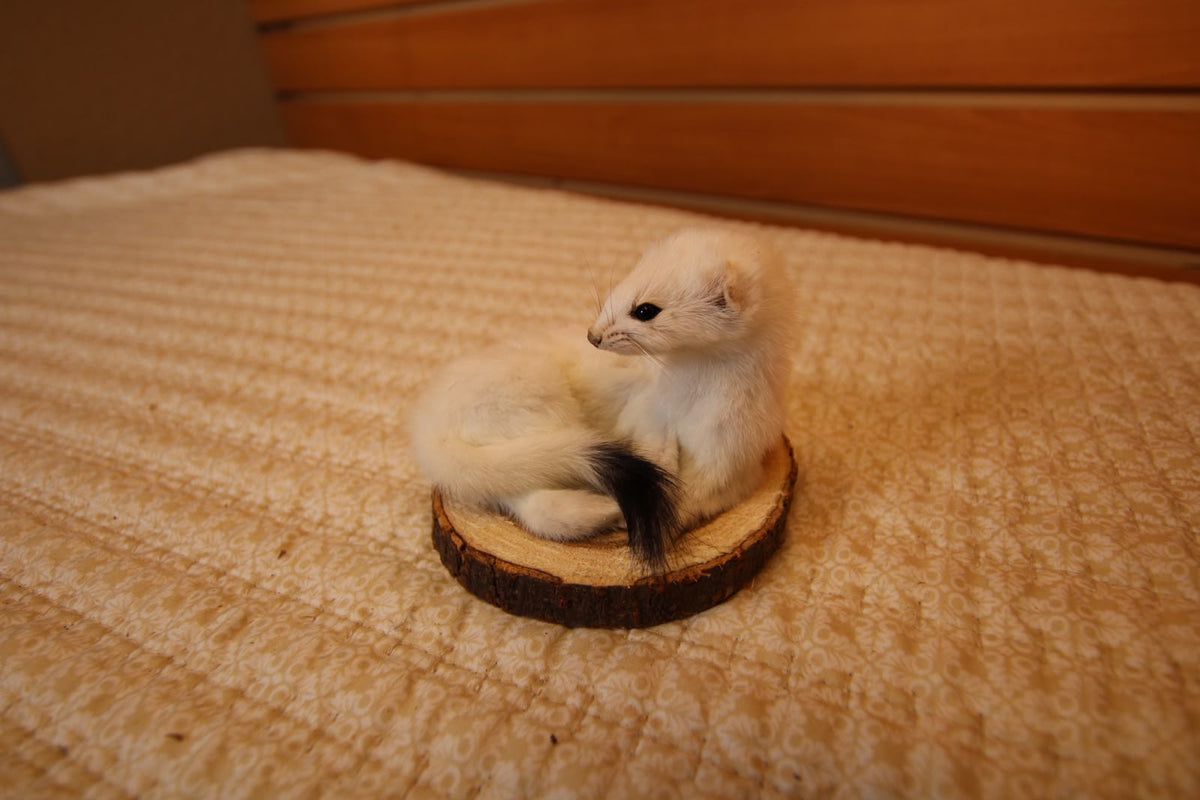 FHWEAS006 - Winter White Ermine (Short-Tailed Weasel) Taxidermy Mount