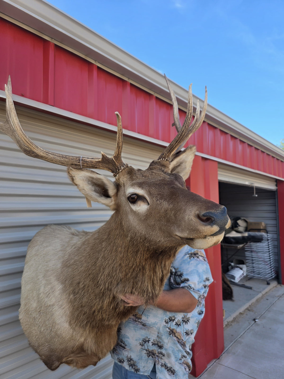 FHBIN6 - Authentic Rocky Mountain Bull Elk Taxidermy Shoulder Mount