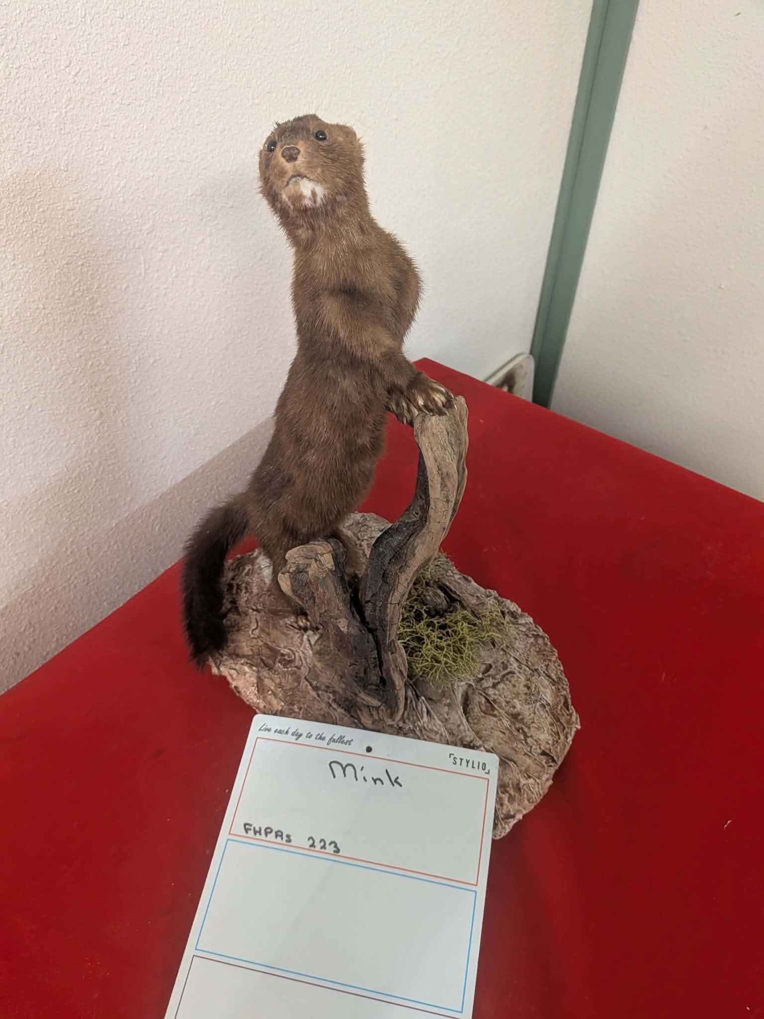 FHPRS223 - Mink Taxidermy Mount – Elegant Wildlife Display