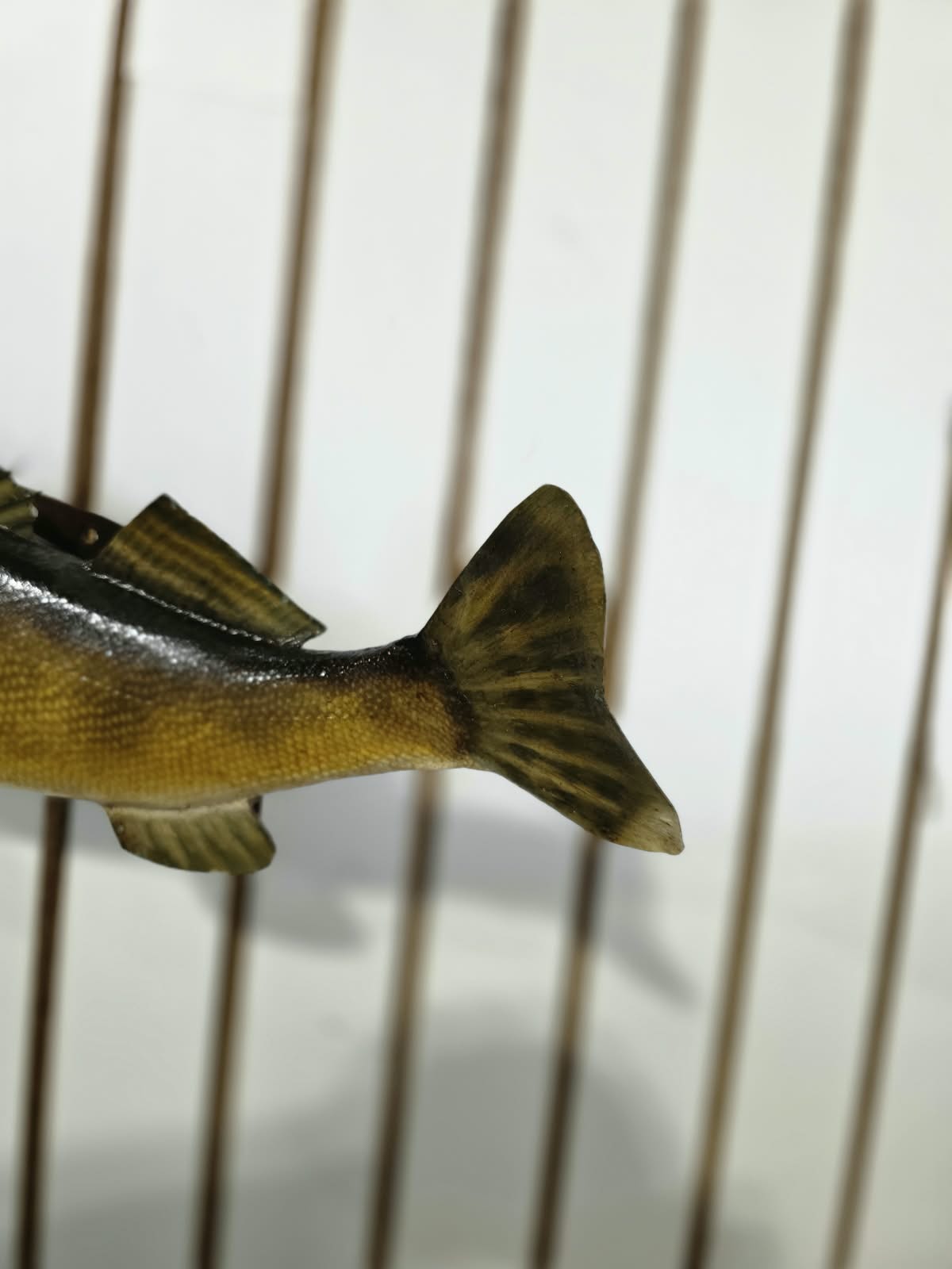 Comb101 - Lifelike 19" Walleye Fish Taxidermy Mount