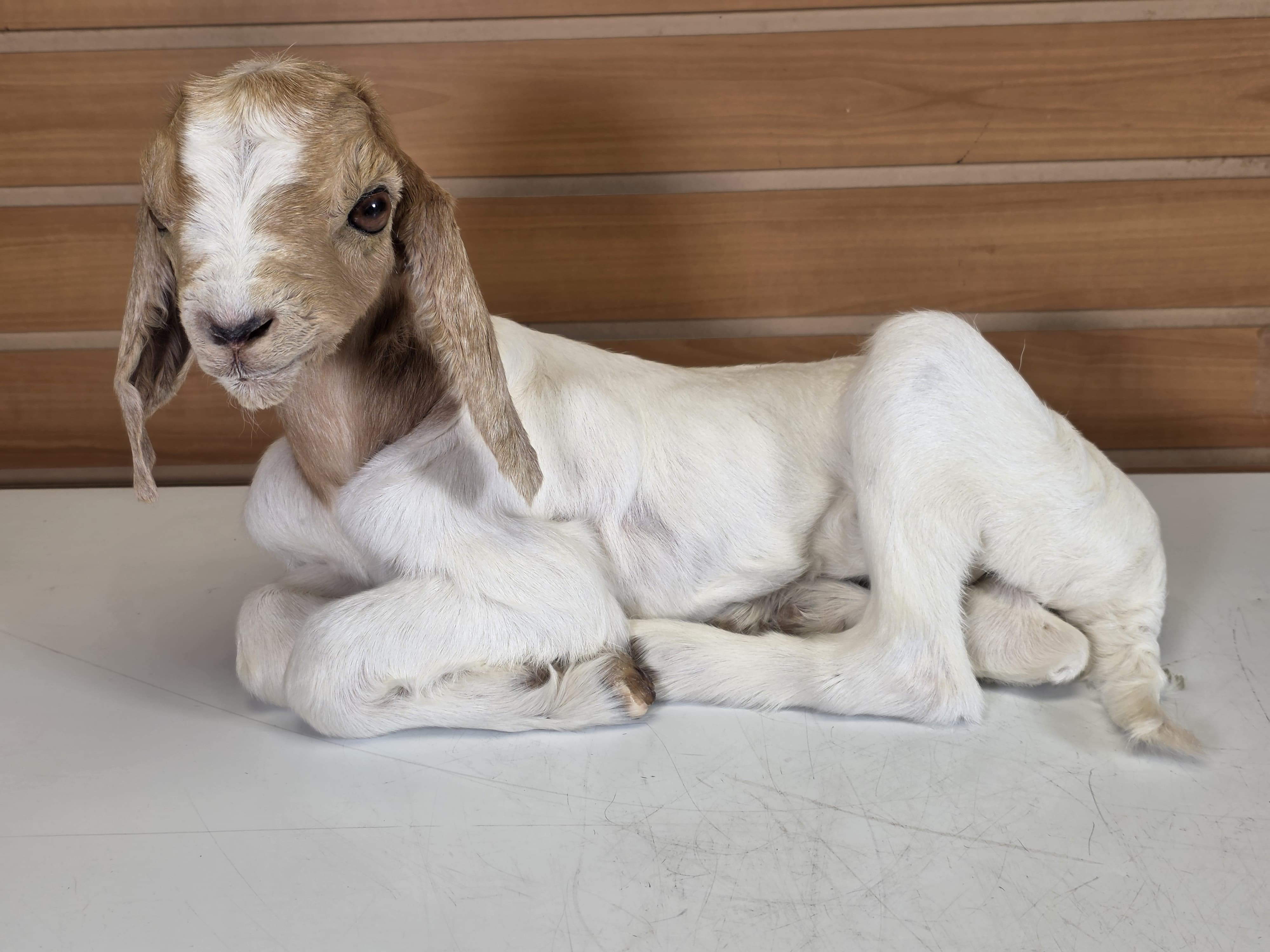 Fhden11 - Boer Kid Goat Taxidermy Mount