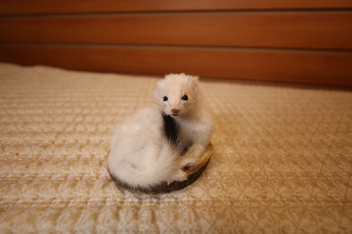 FHWEAS002 - Winter White Ermine (Short-Tailed Weasel) Taxidermy Mount