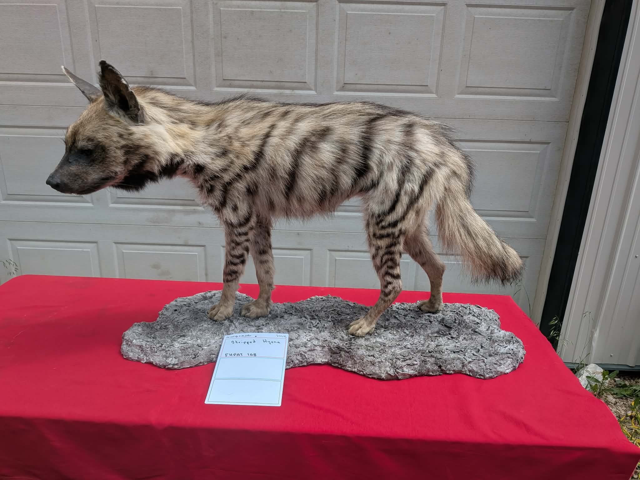 FHPAT168 - Striped Hyena Taxidermy Mount – Exotic Wildlife Display