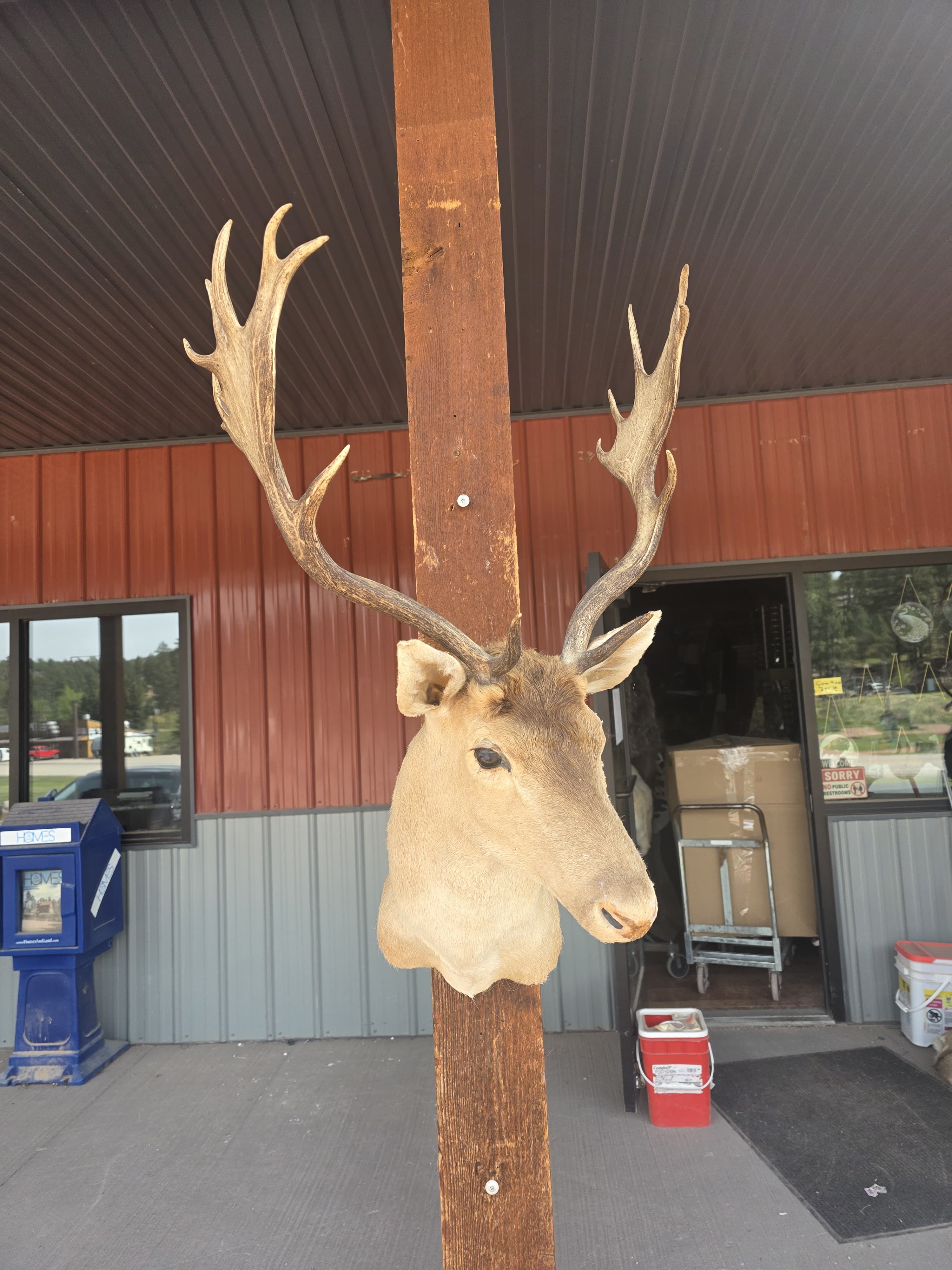 FHRAN93 - Fallow Deer Hide / Fur – Natural Rustic Décor Taxidermy mount