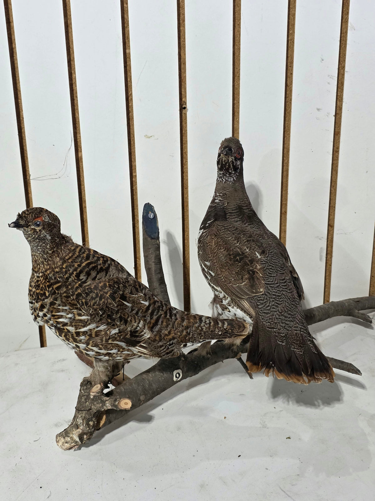 Comb128 - Exquisite Pair of Western Capercaillie Taxidermy Mounts (Male & Female)
