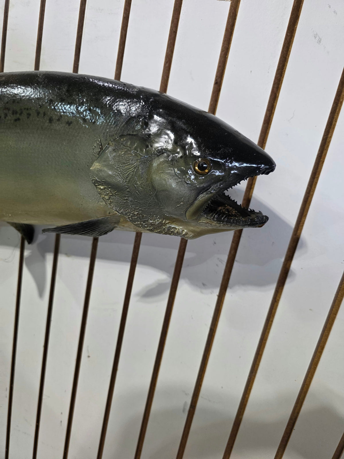 Comb116 - Trophy-Class 34" Salmon Fish Taxidermy Mount