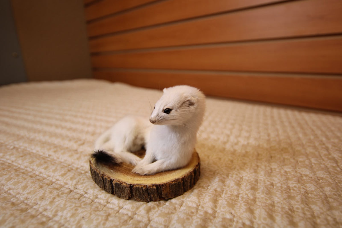 FHWEAS001 - Winter White Ermine (Short-Tailed Weasel) Taxidermy Mount